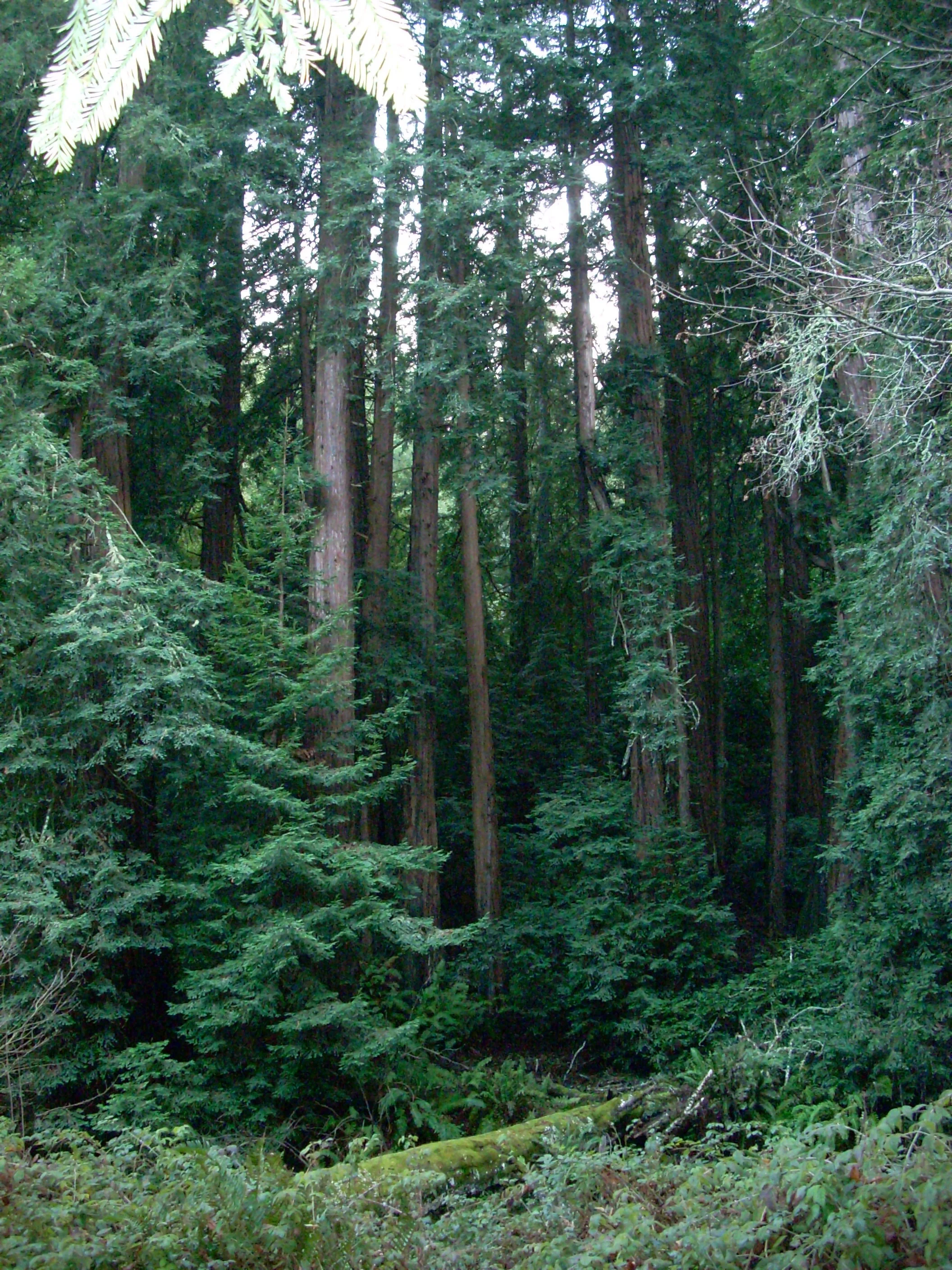 CAMuirWoodsRedwoods.JPG