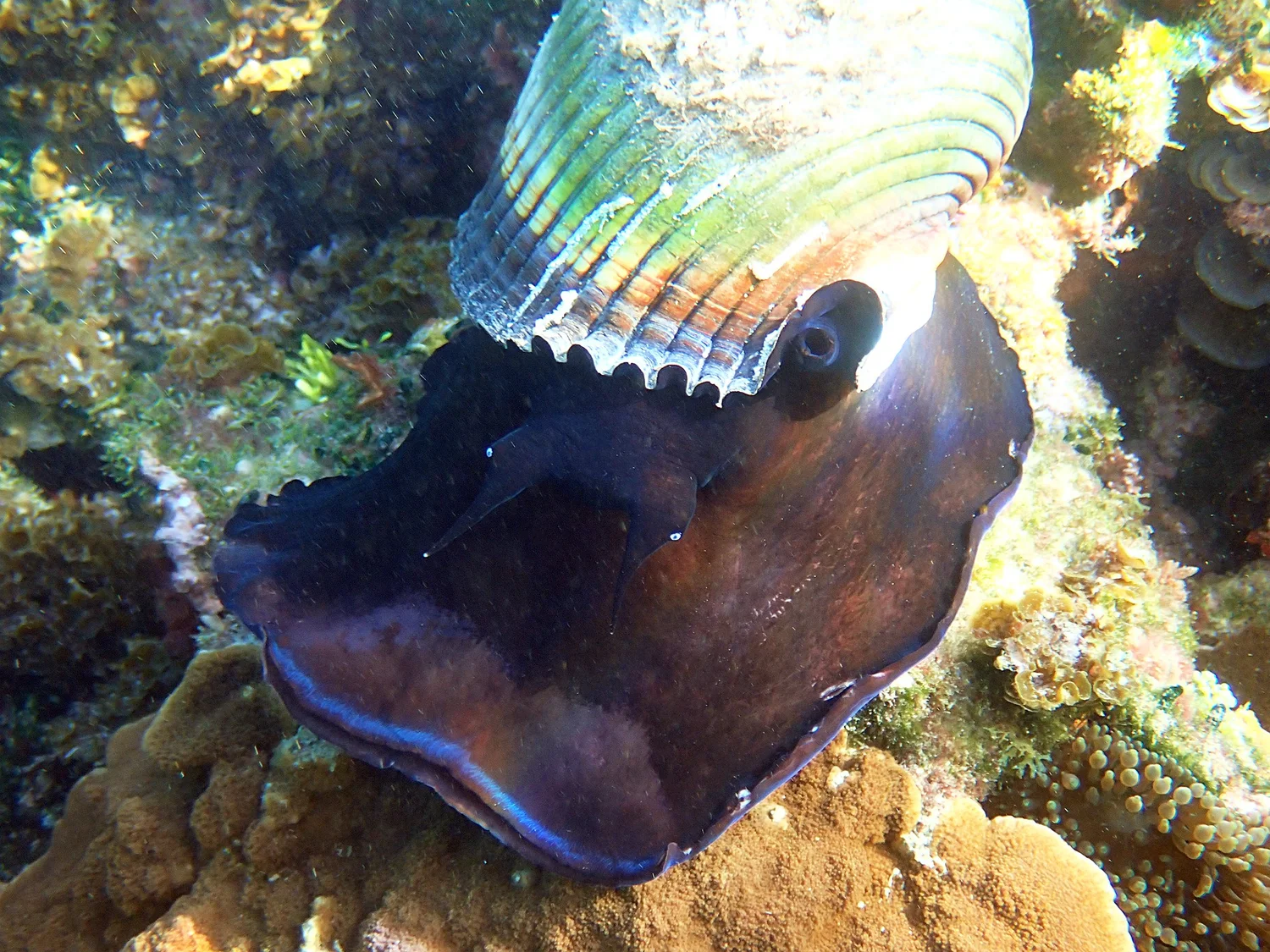 The black-mouthed tun snail – diary of an egg mass — Norfolk Island's Reef