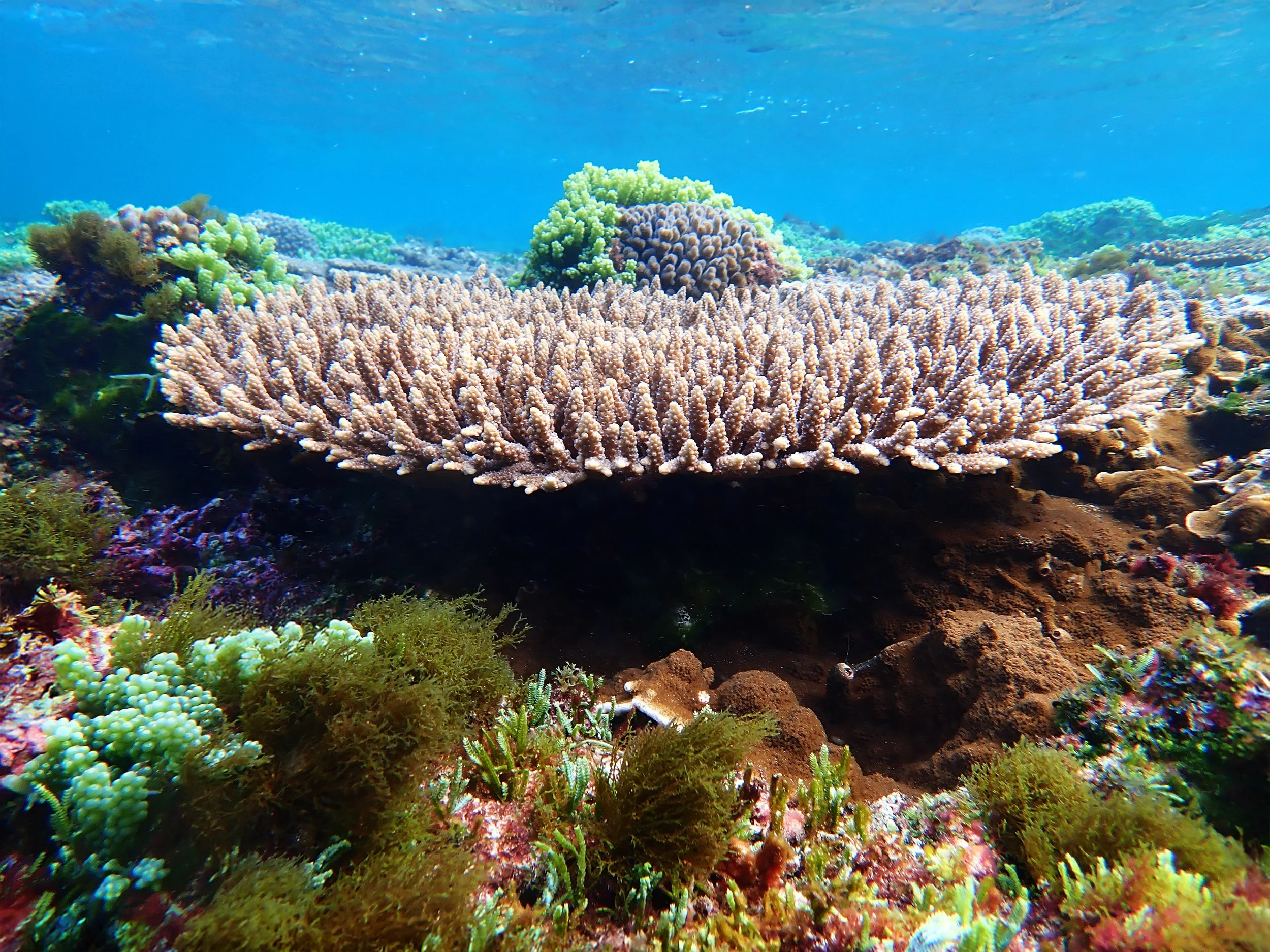 Glimpses of recovery: what the reef could be if we let it — Norfolk ...