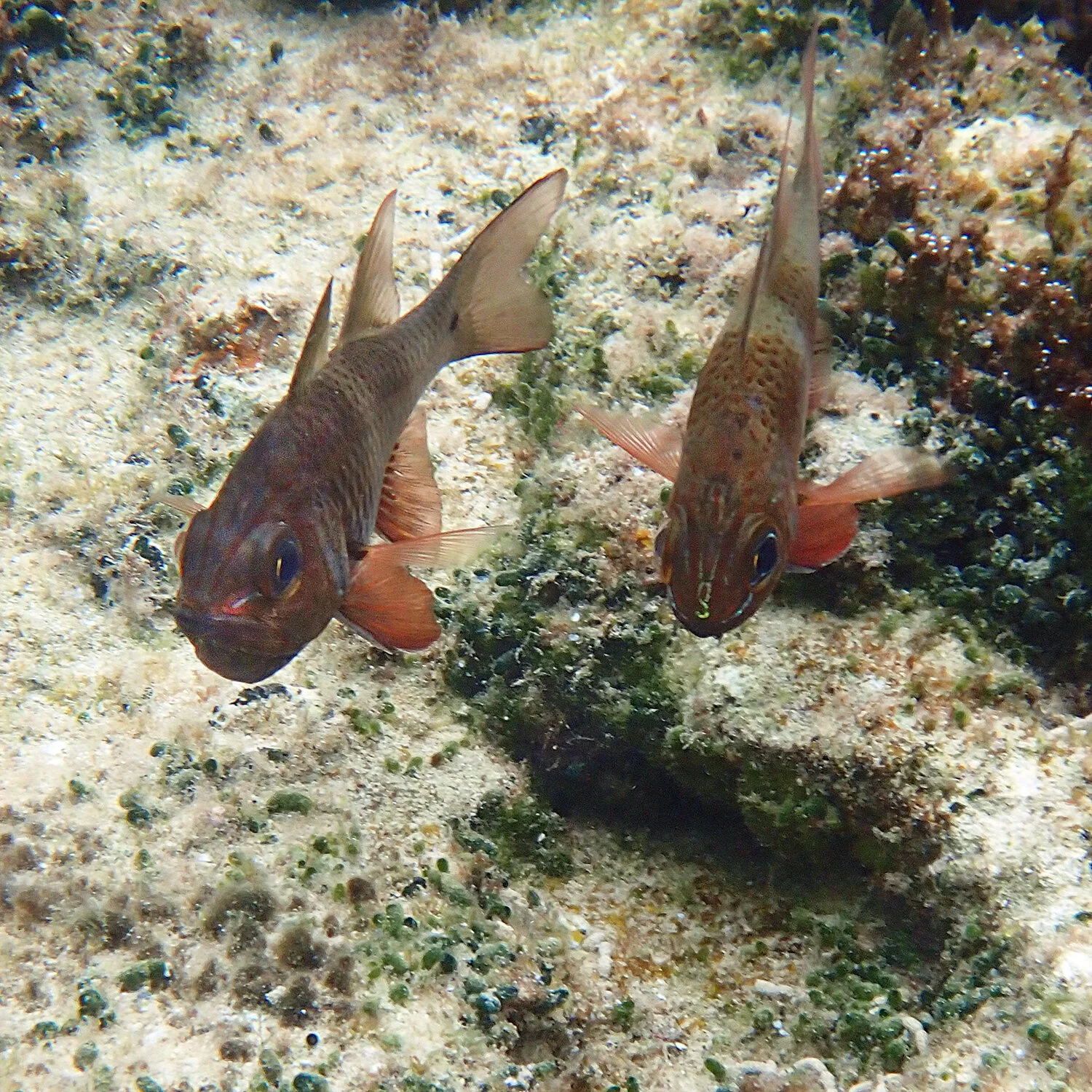 Mouth-brooding Norfolk cardinalfish — Norfolk Island's Reef