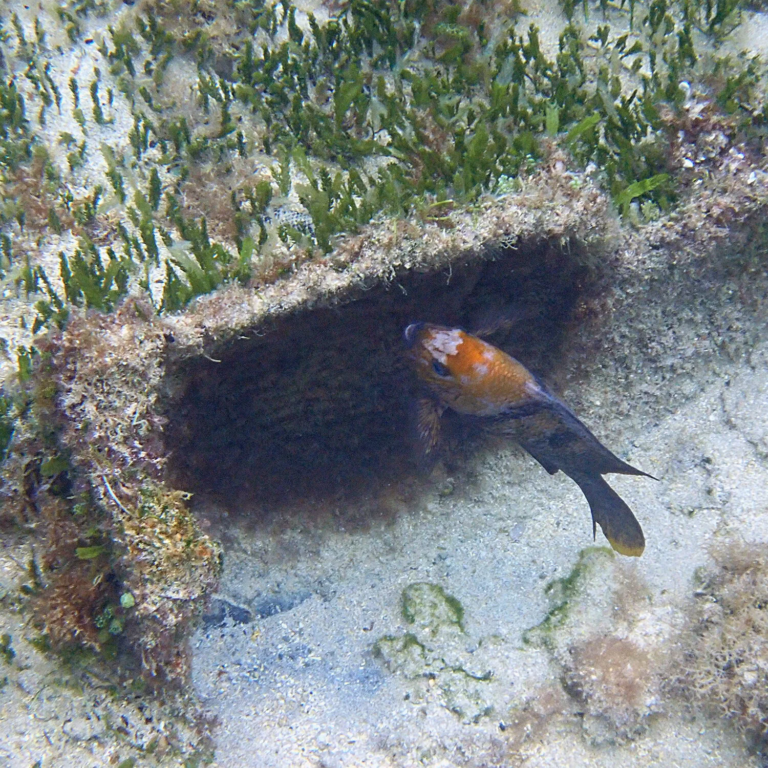 Awawaddle Fish Underwater wars! Aatuti versus the elegant wrasse — Norfolk Island's Reef
