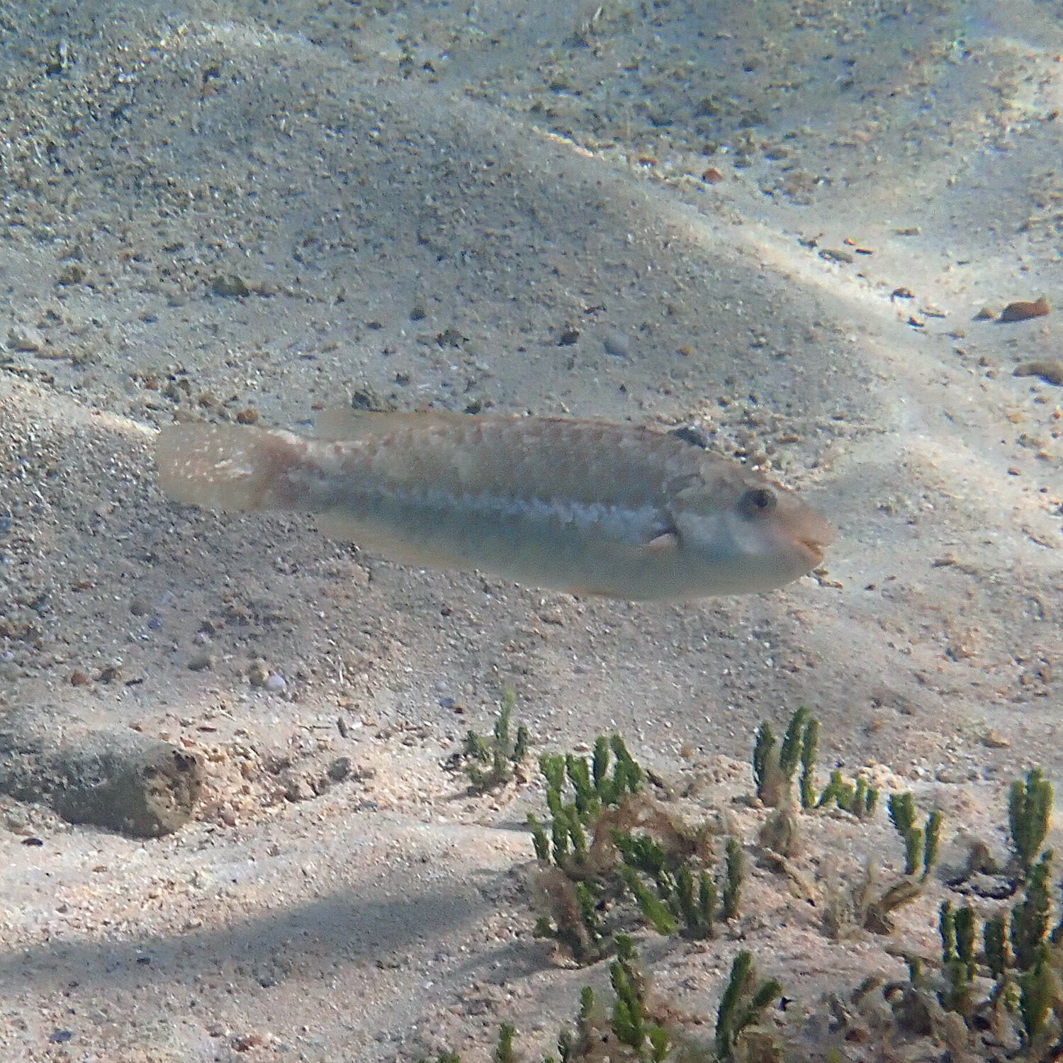 Marbled parrotfish - Leptoscarus vaigiensis