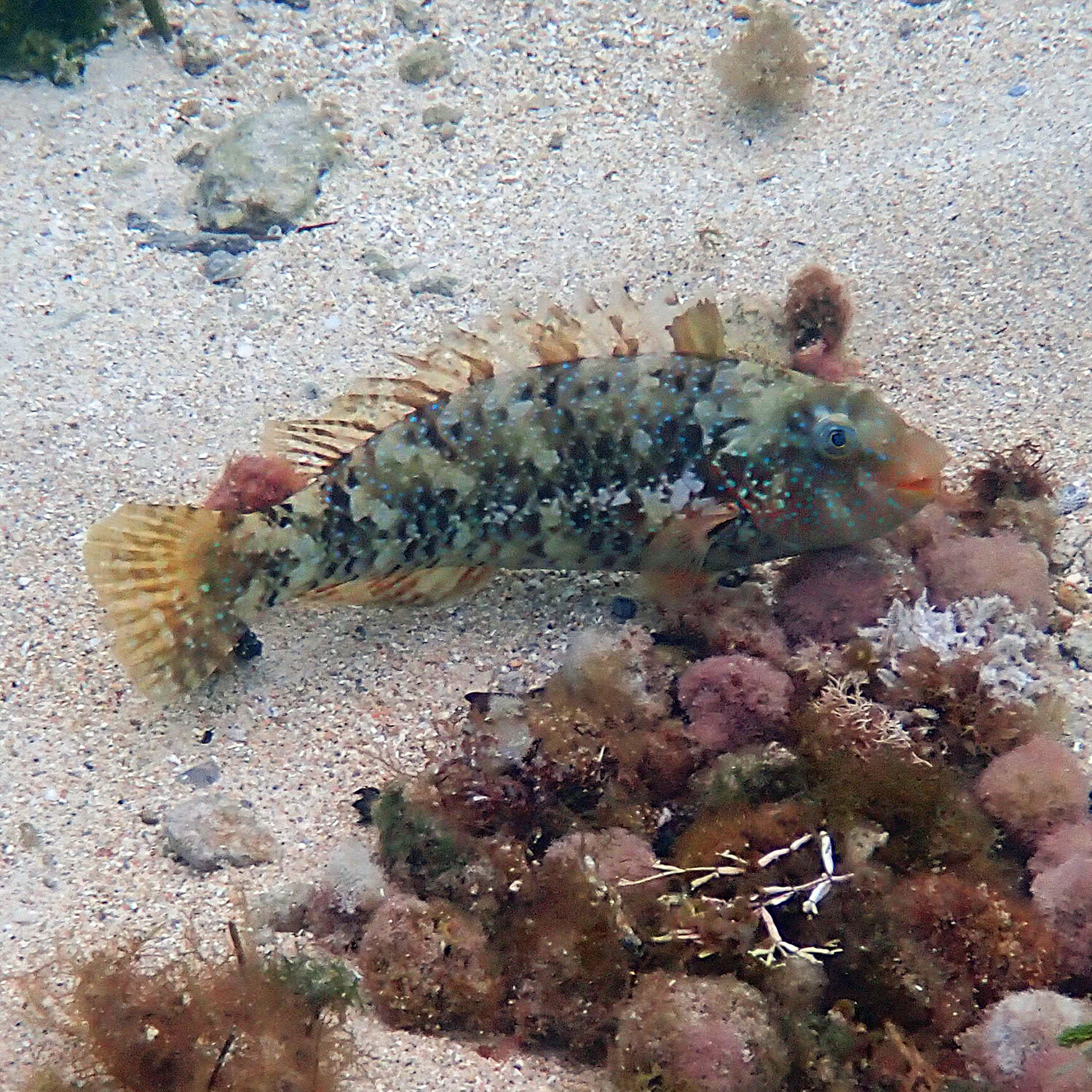 Marbled parrotfish - Leptoscarus vaigiensis