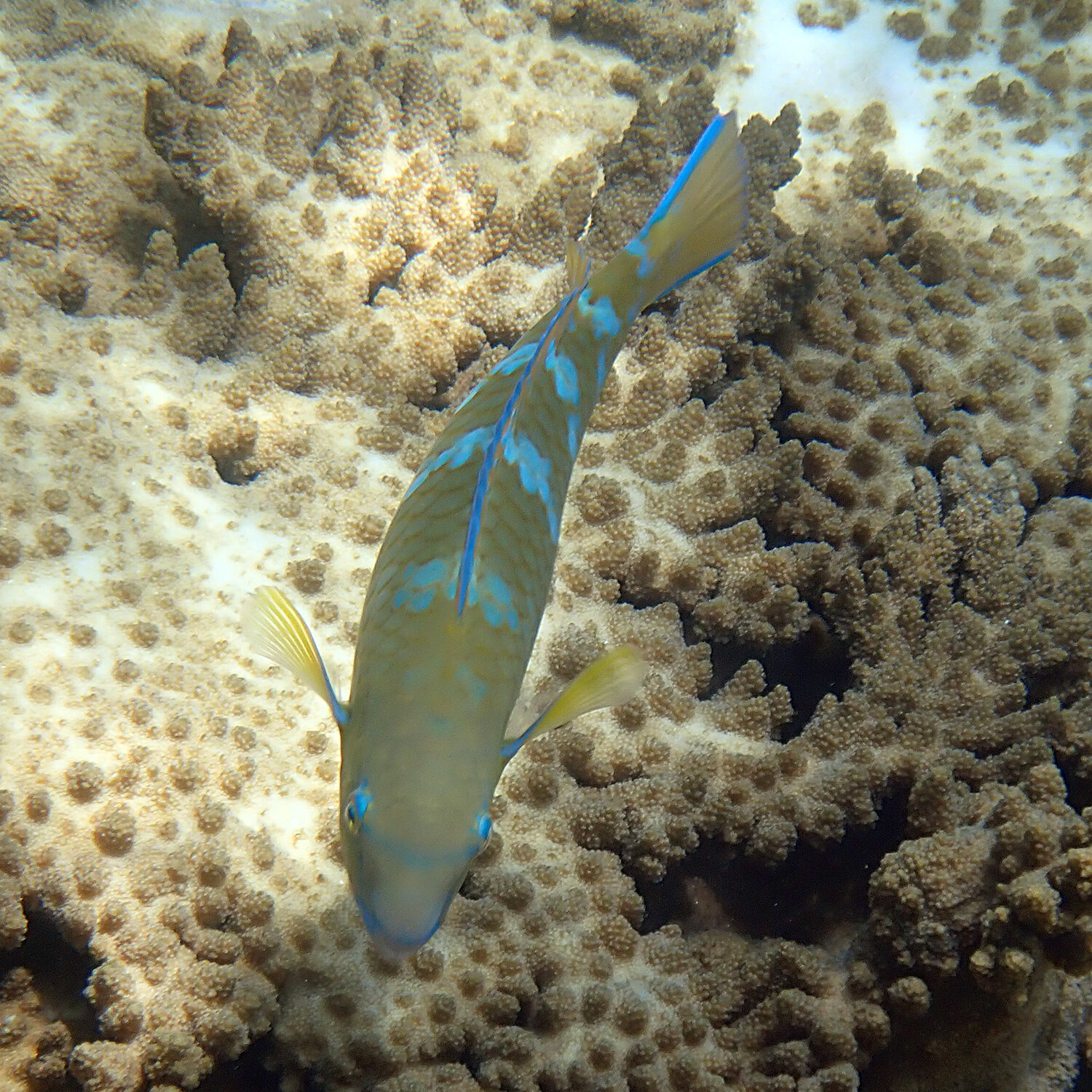 Bluebarred parrotfish - Scarus ghobban 