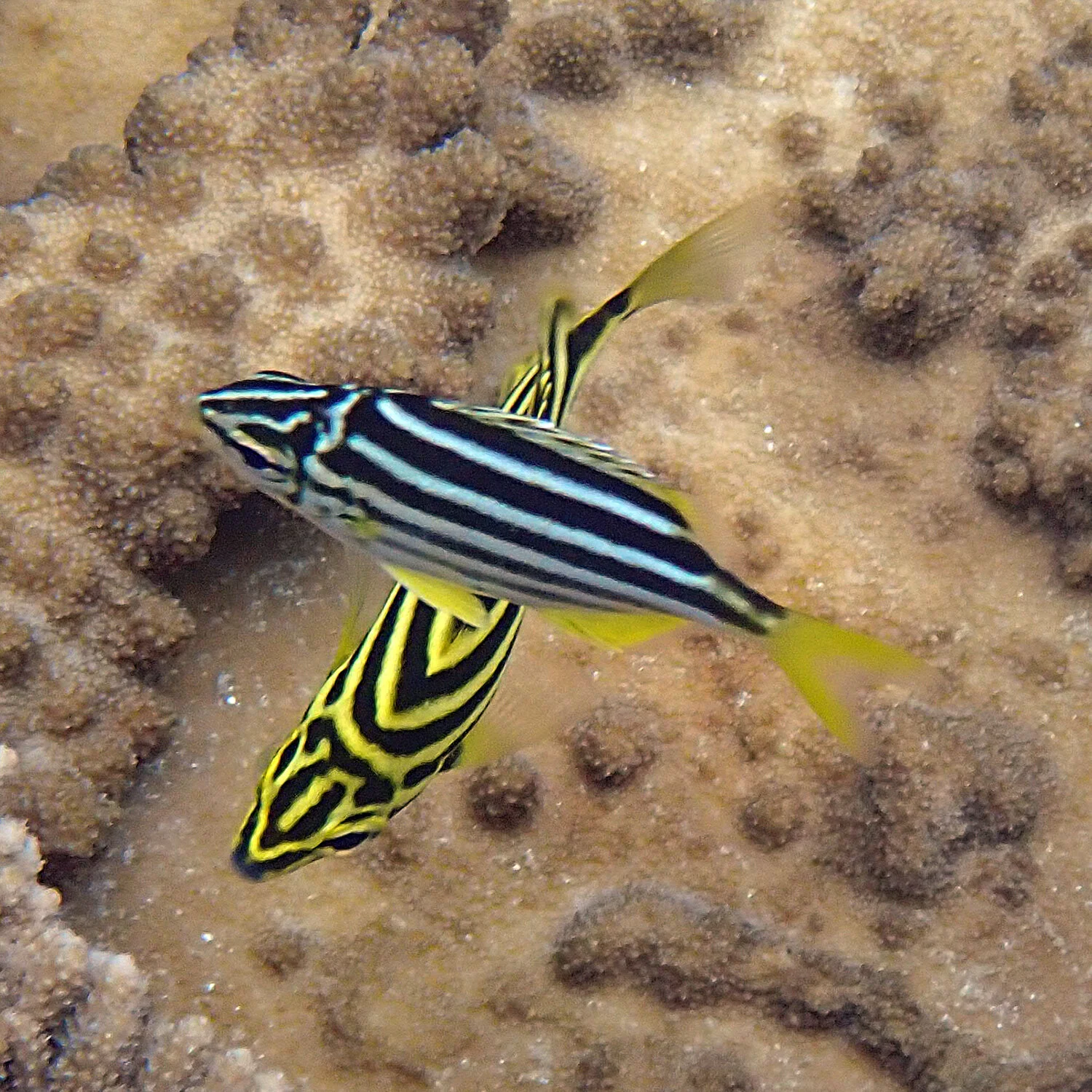 A little mado with attitude! — Norfolk Island's Reef