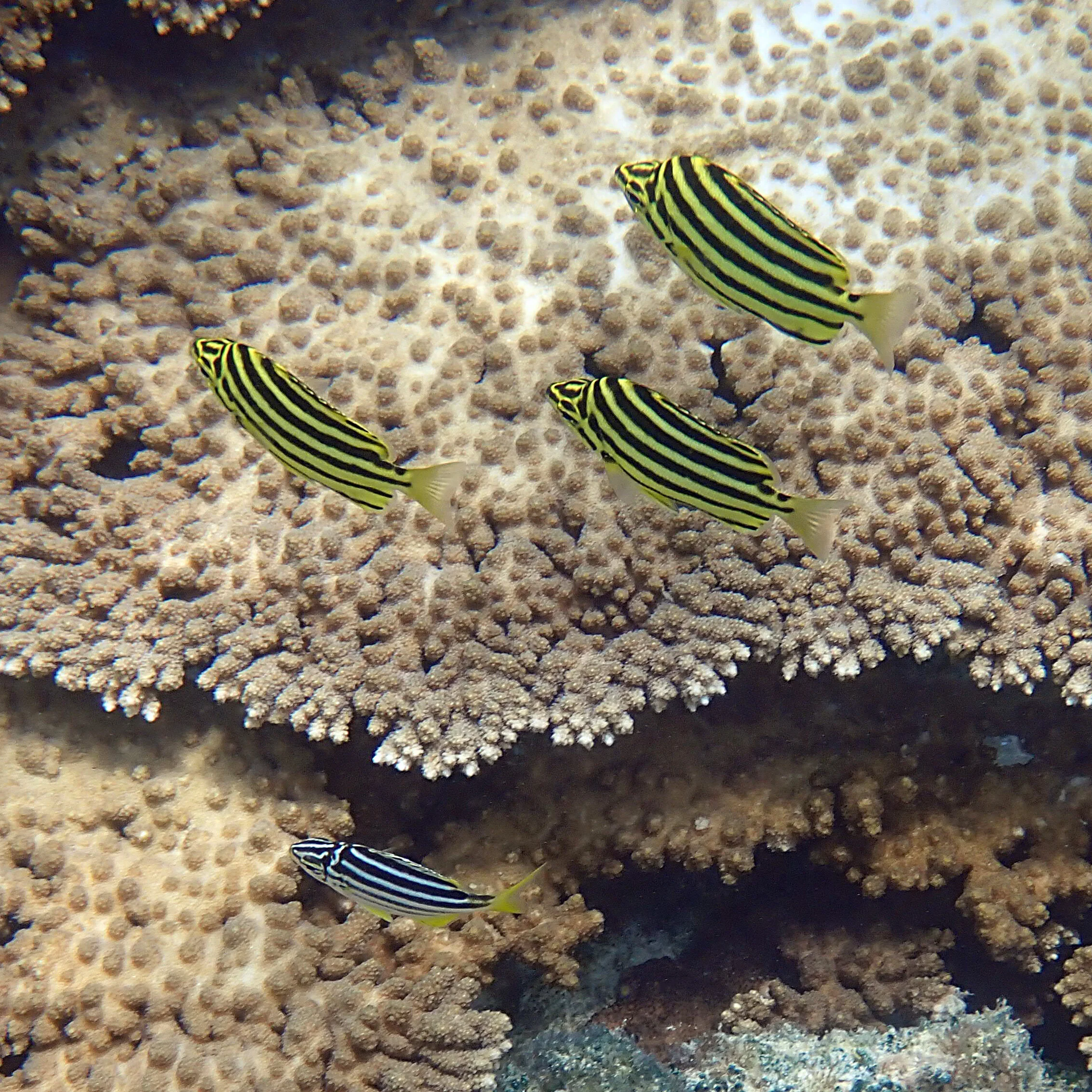 A little mado with attitude! — Norfolk Island's Reef