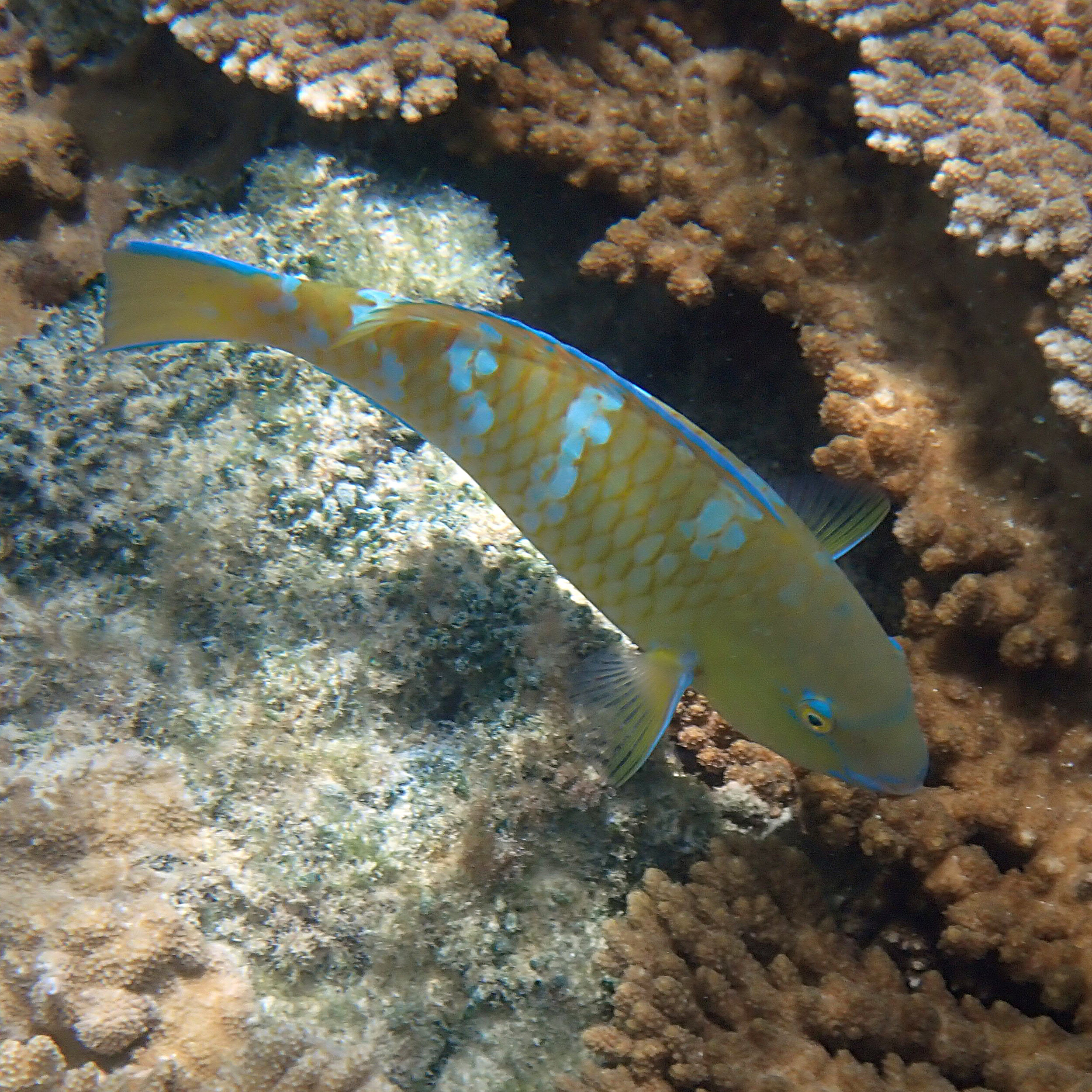 Bluebarred parrotfish - Scarus ghobban 