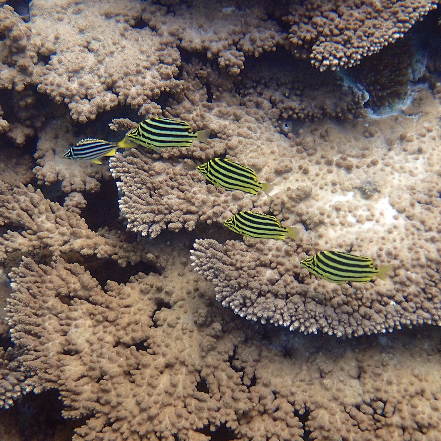 A little mado with attitude! — Norfolk Island's Reef