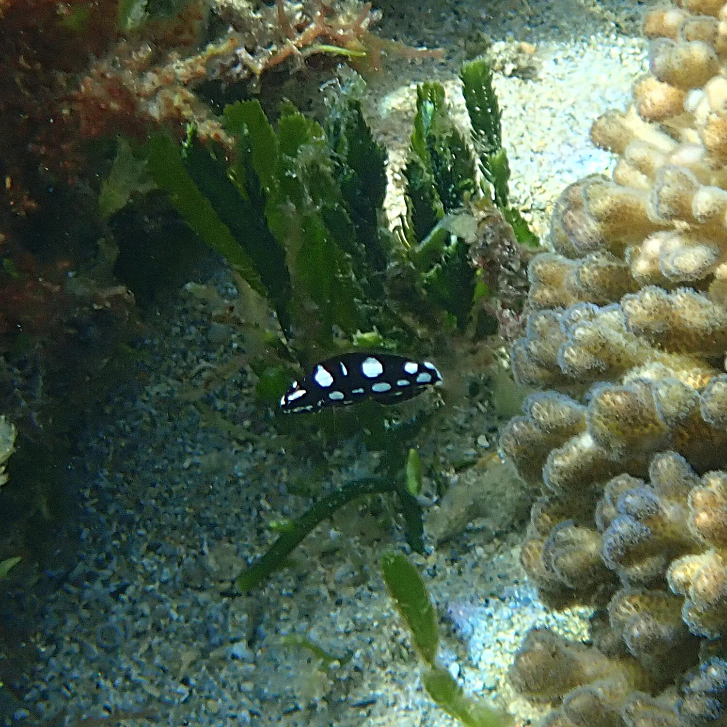 The doubleheader's double life! — Norfolk Island's Reef
