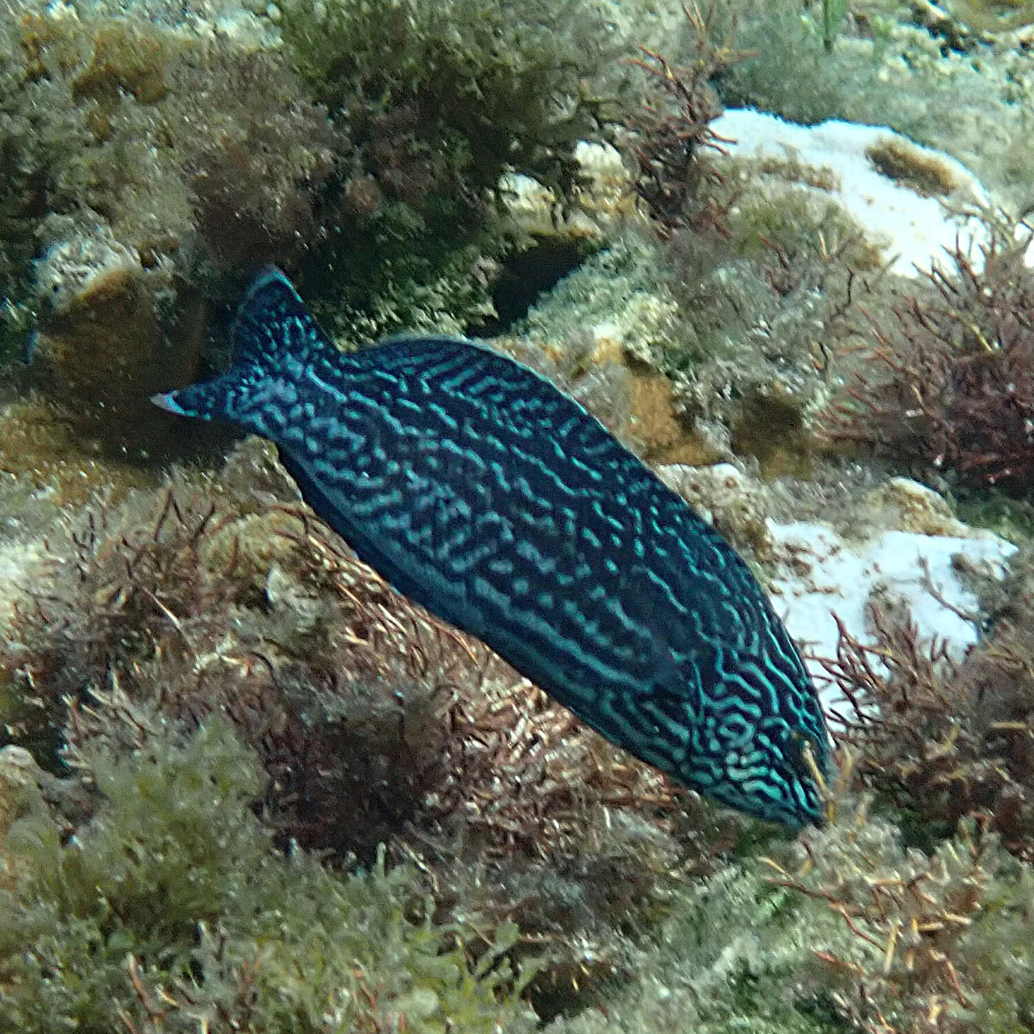 The doubleheader's double life! — Norfolk Island's Reef