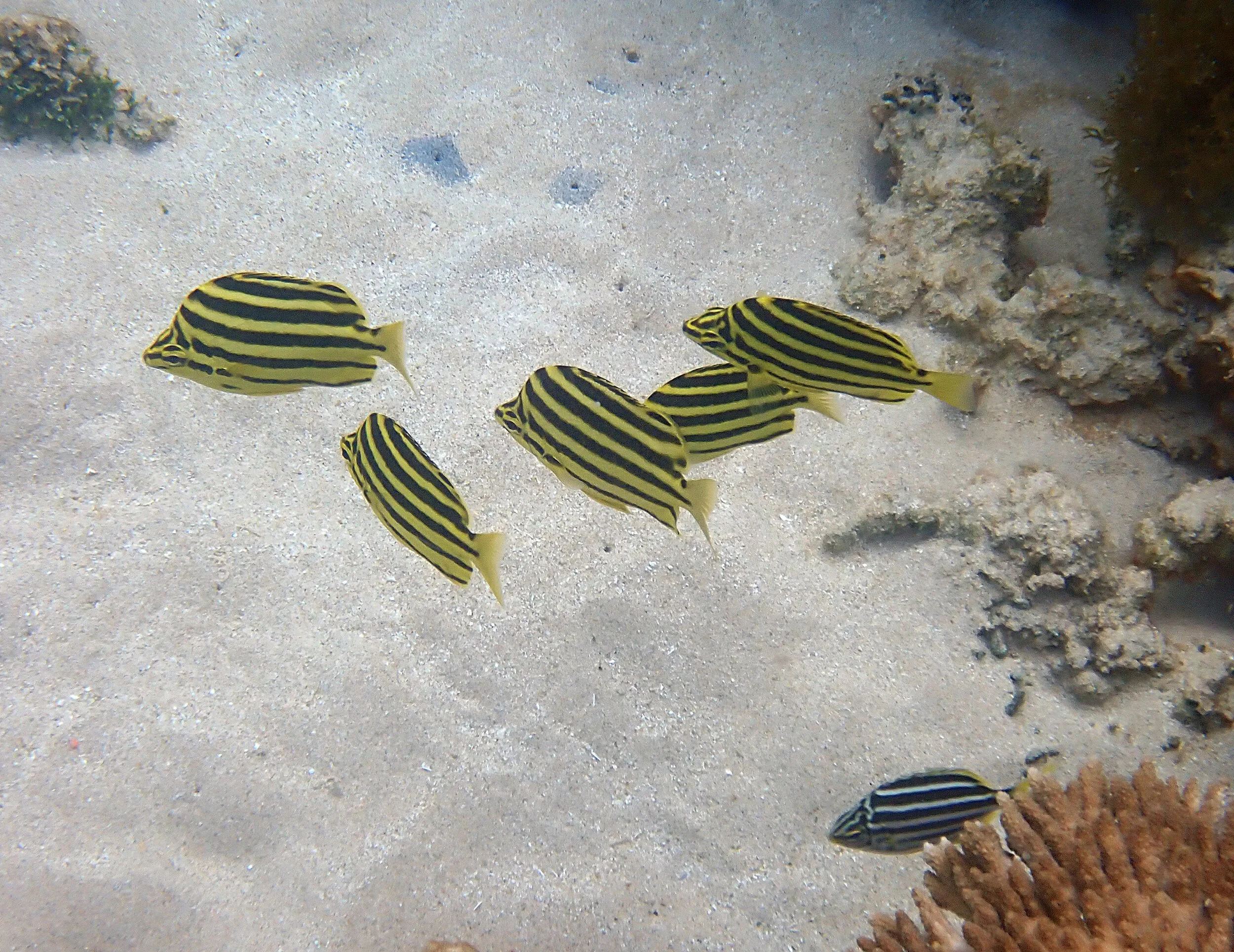 A little mado with attitude! — Norfolk Island's Reef