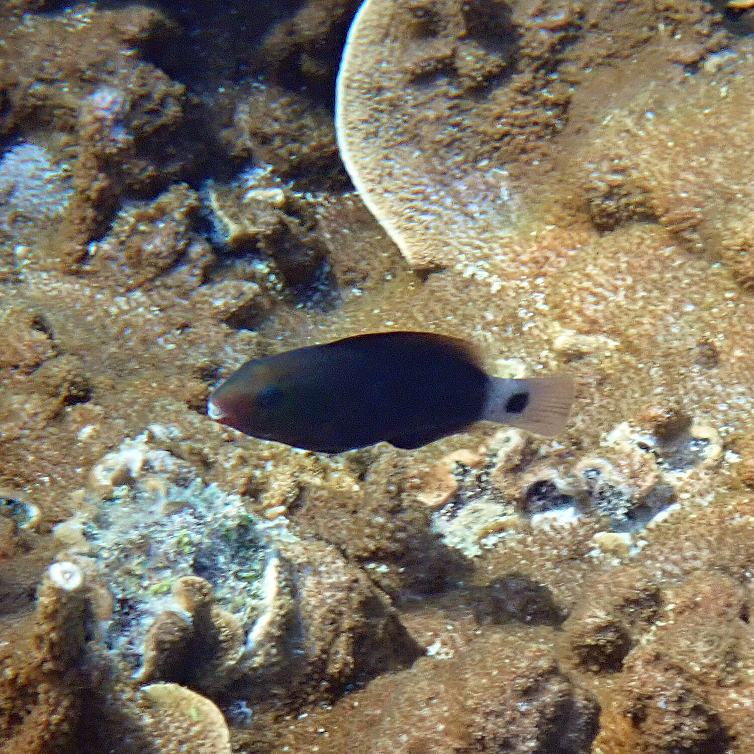 Pacific Bullethead Parrotfish - Chlorurus spilurus 