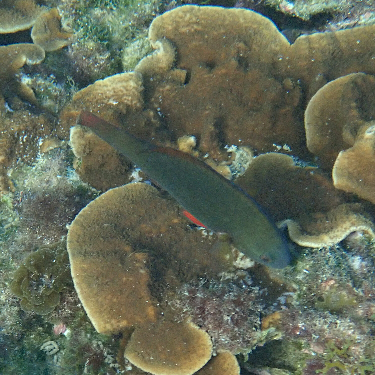 Palenose parrotfish - Scarus psittacus