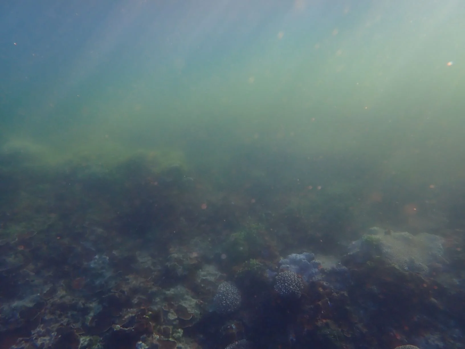Snip the (plastic) rings! — Norfolk Island's Reef