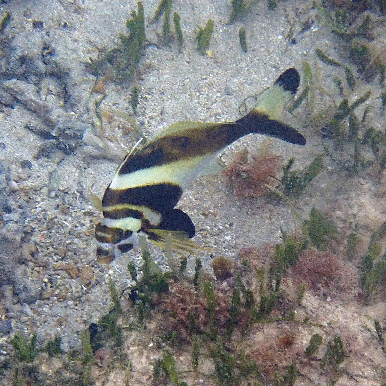 The smiling notch-head marblefish — Norfolk Island's Reef