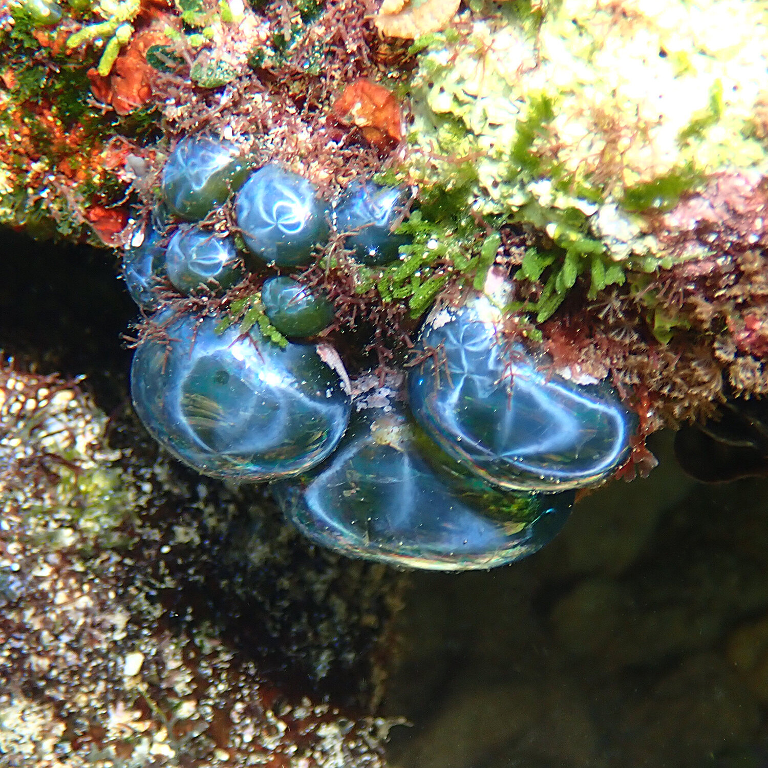 Sailor's eyeballs - Valonia ventricosa