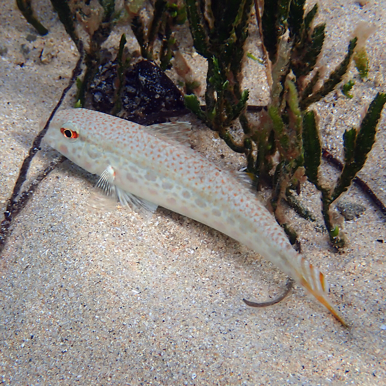 Australian goatfish - Upeneus australiae