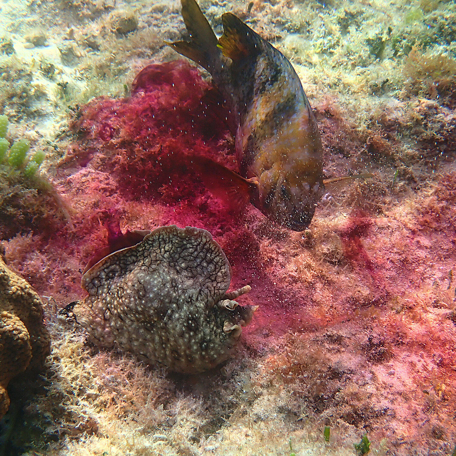 Banded scalyfin versus a sea hare