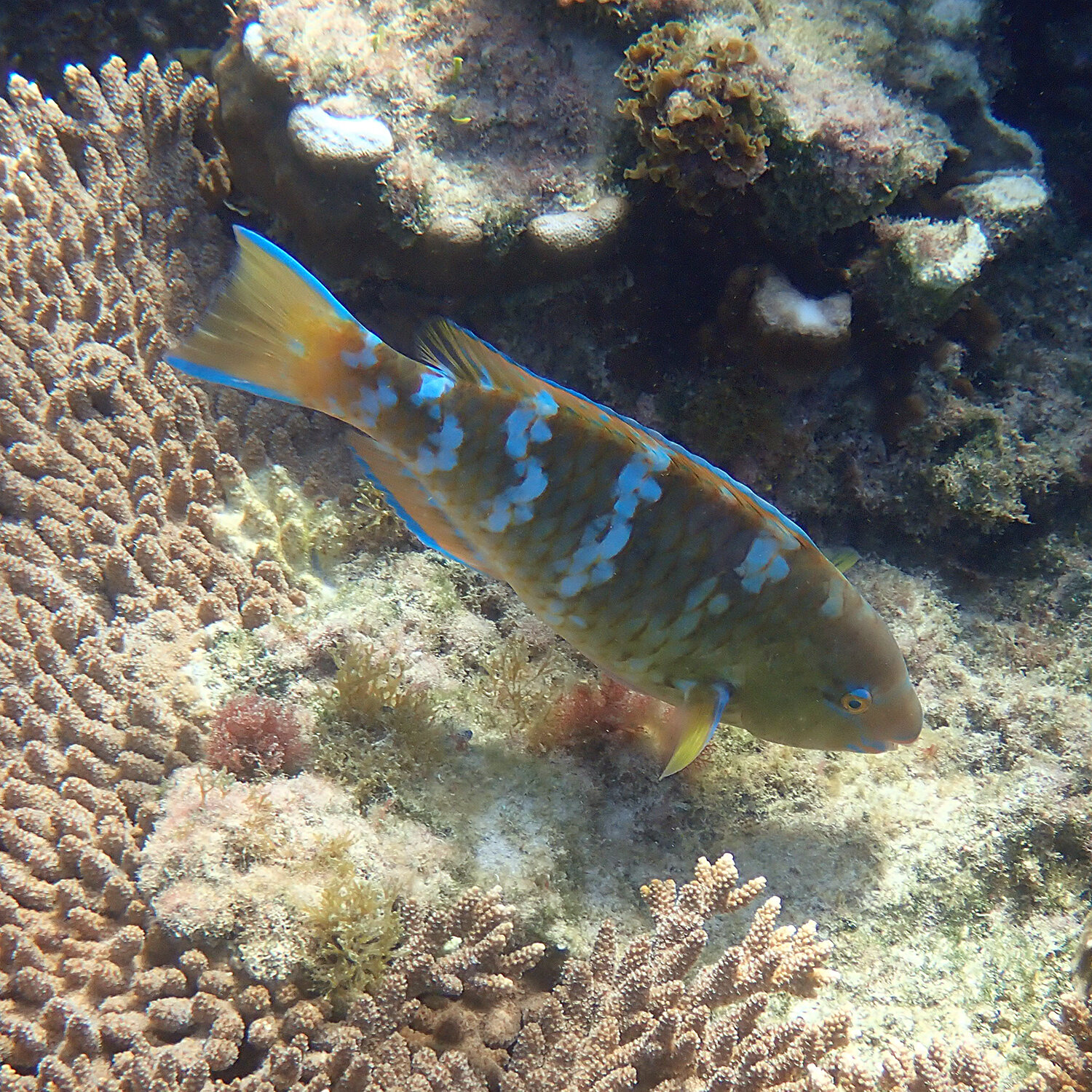 Bluebarred parrotfish - Scarus ghobban