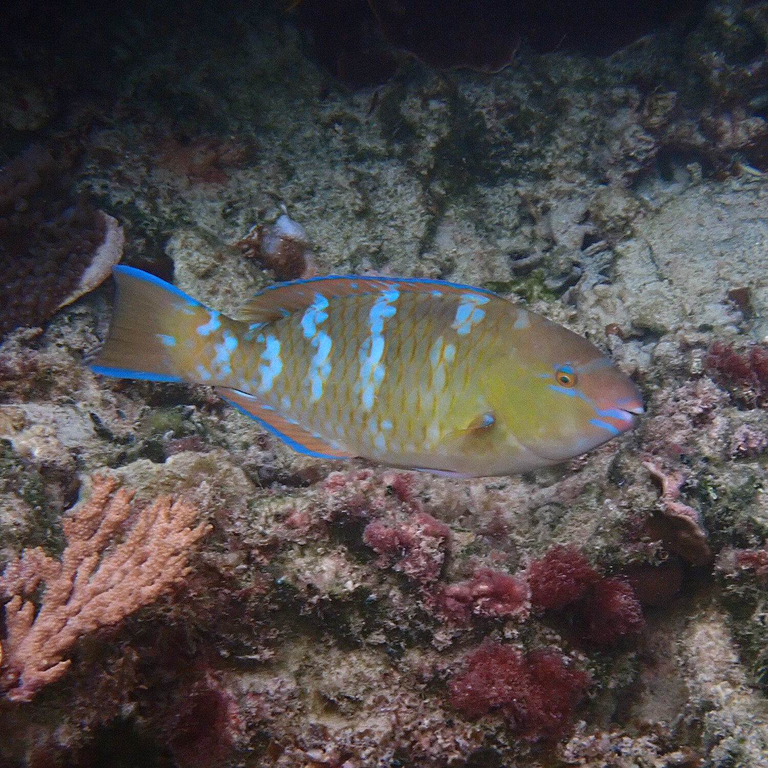 Bluebarred parrotfish - Scarus ghobban