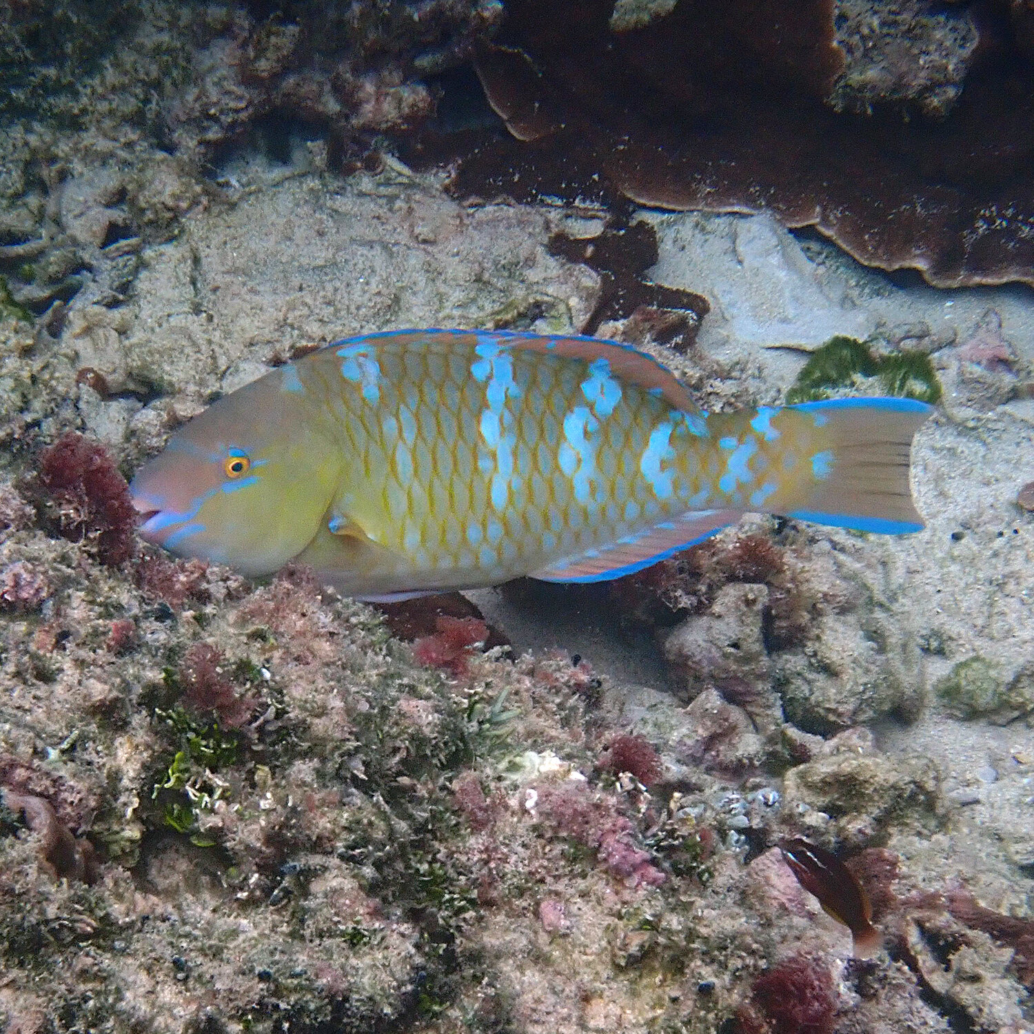 Bluebarred parrotfish - Scarus ghobban