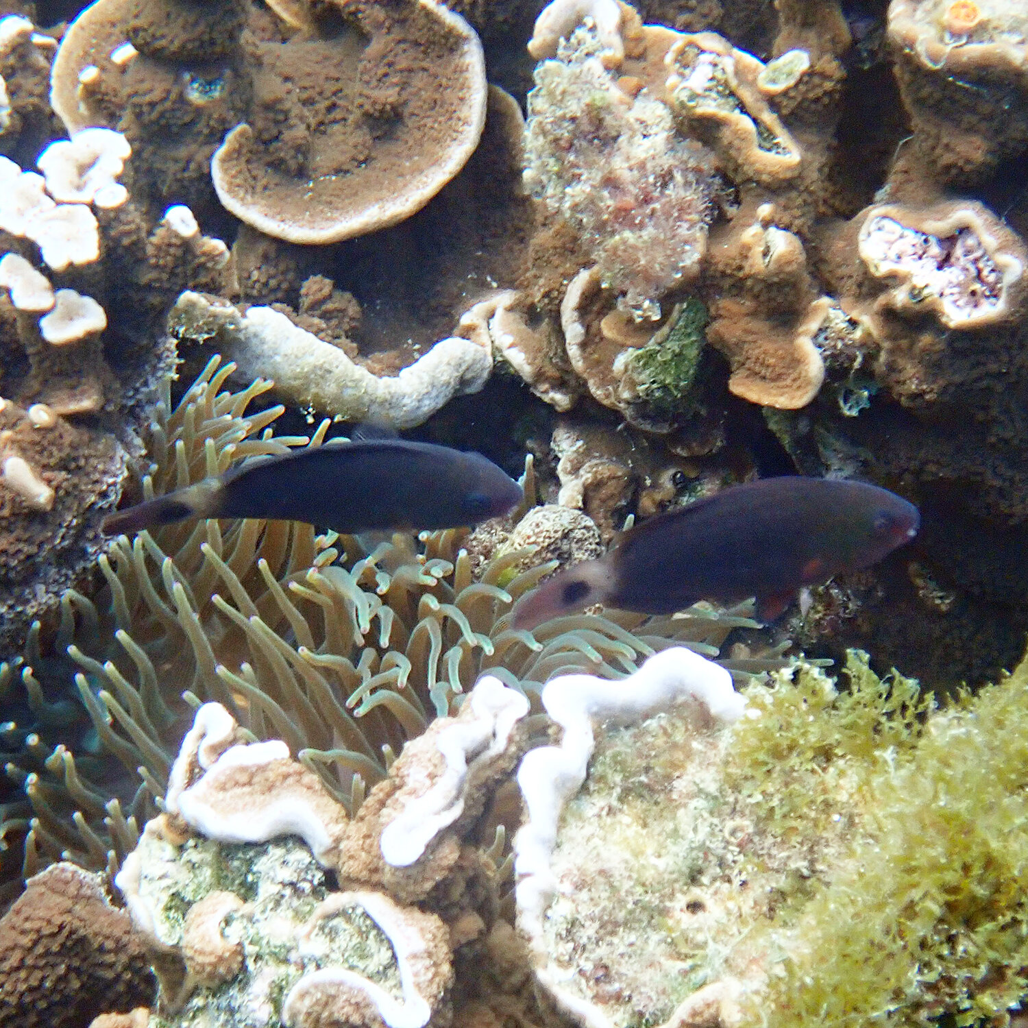 Pacific Bullethead Parrotfish - Chlorurus spilurus 