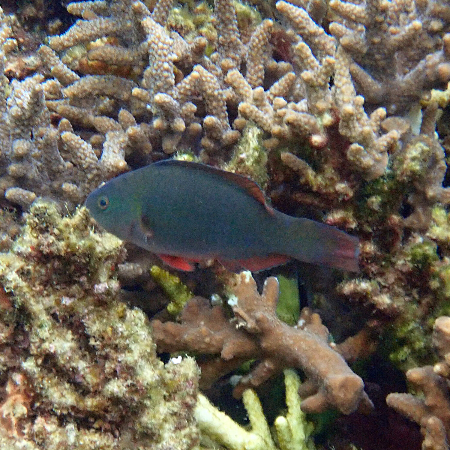 Palenose parrotfish - Scarus psittacus
