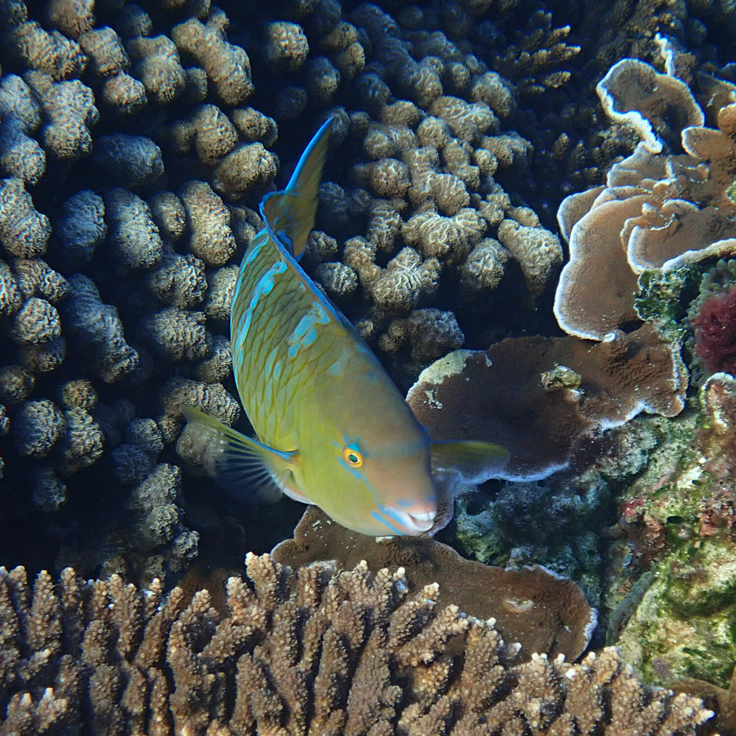 Bluebarred parrotfish - Scarus ghobban