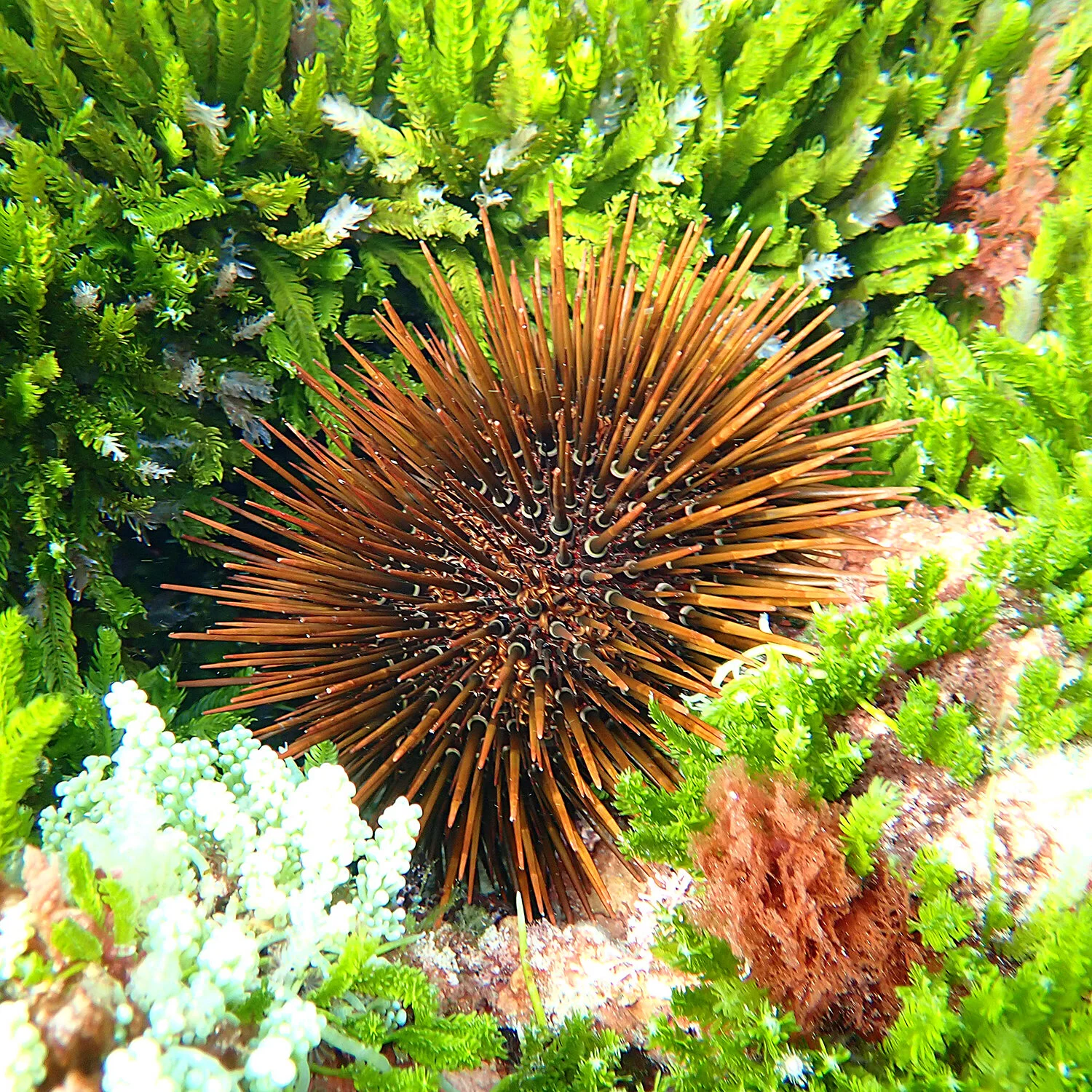 Brauner Seeigel umgeben von Unterwasserpflanzen