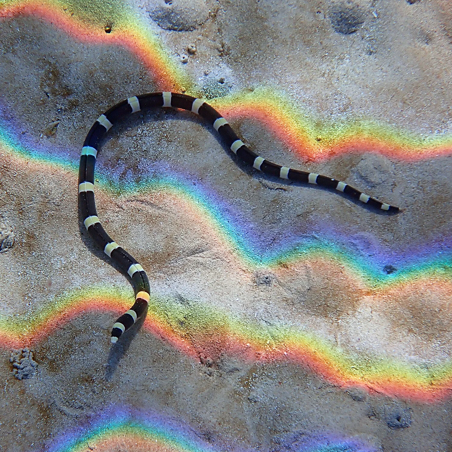 Snake Queueing Banded, convict and spotted snake eels - know the difference — Norfolk ...