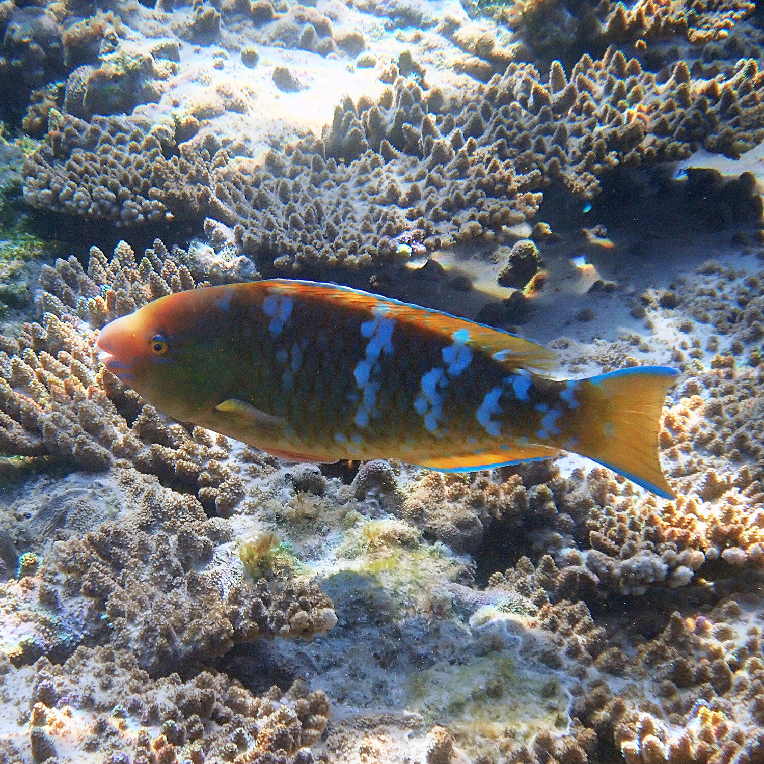 Bluebarred parrotfish - Scarus ghobban 