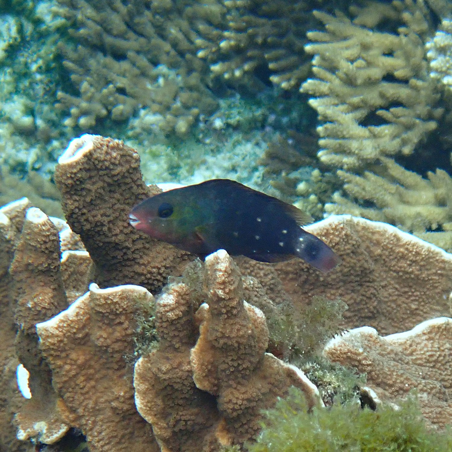 Pacific Bullethead Parrotfish - Chlorurus spilurus 