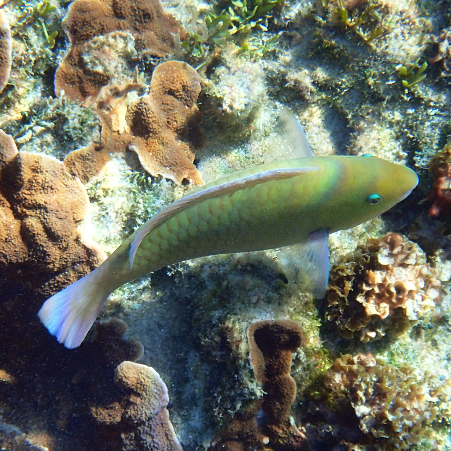 Surf parrotfish - Scarus rivulatus