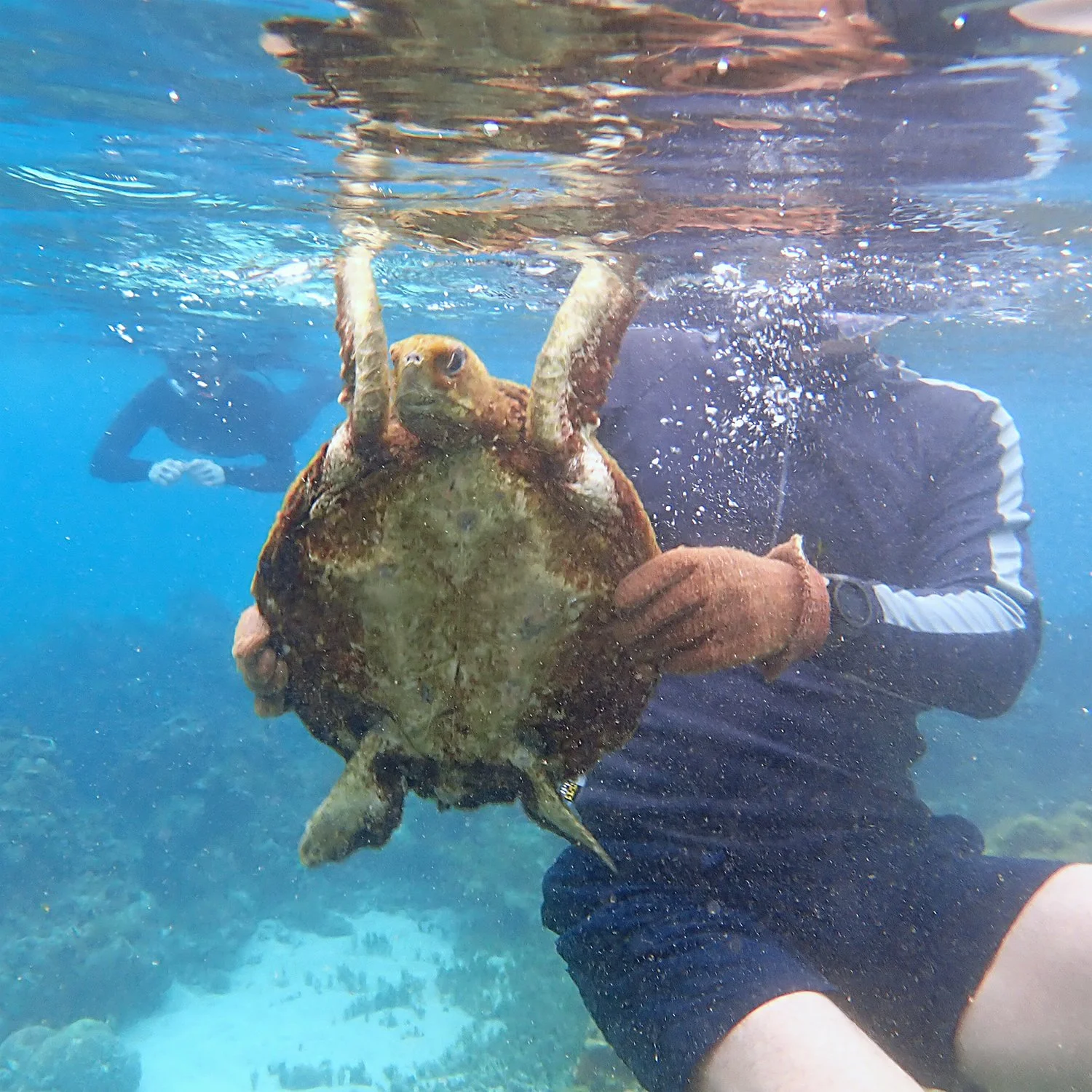 #OperationDoris – green sea turtle rescue — Norfolk Island's Reef