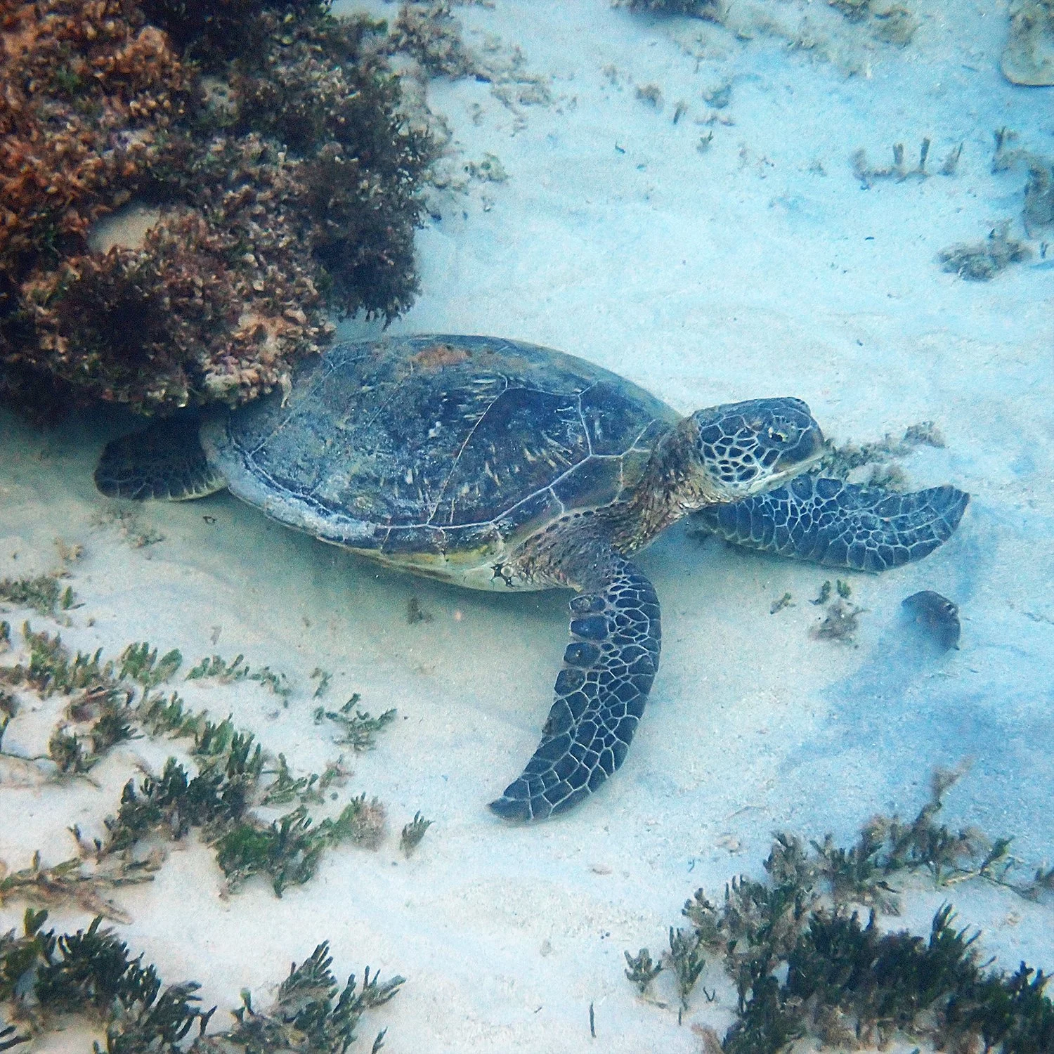 #OperationDoris – green sea turtle rescue — Norfolk Island's Reef