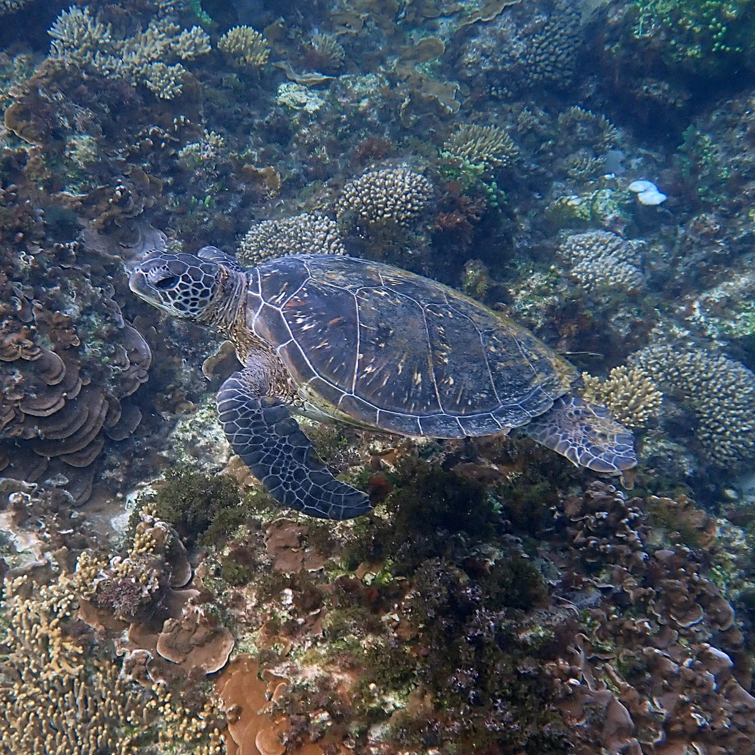 #OperationDoris – green sea turtle rescue — Norfolk Island's Reef