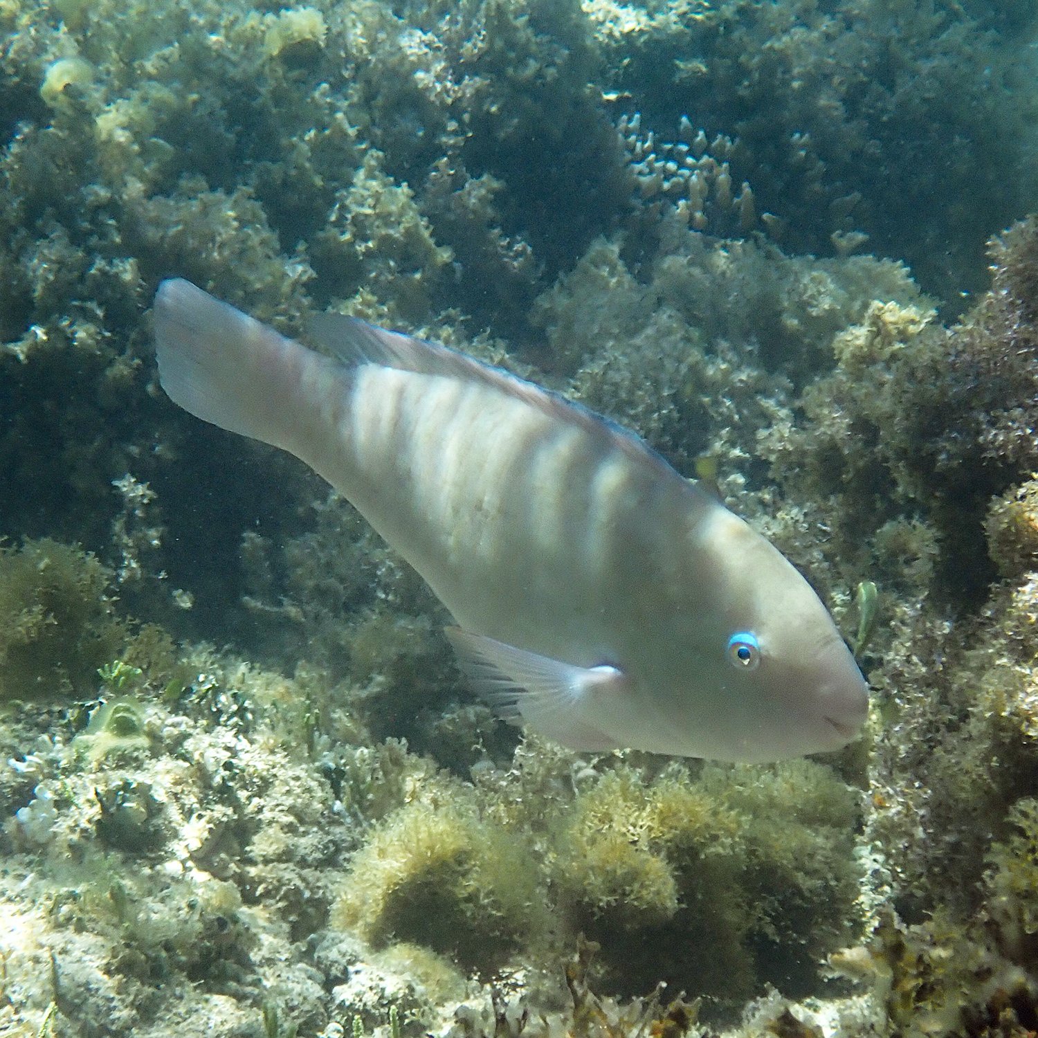Surf parrotfish - Scarus rivulatus