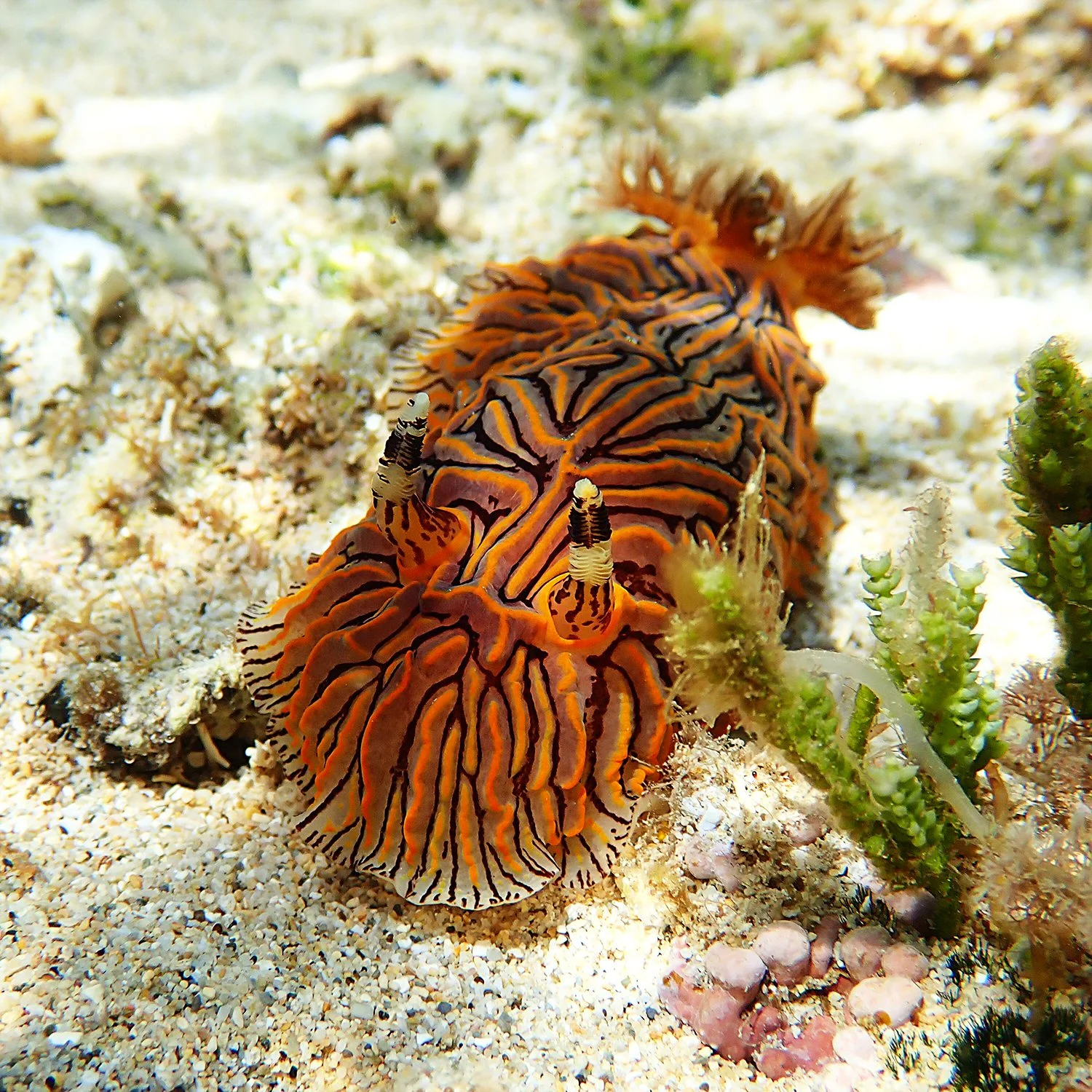 The funky seventies sea slug – Halgerda willeyi — Norfolk Island's Reef