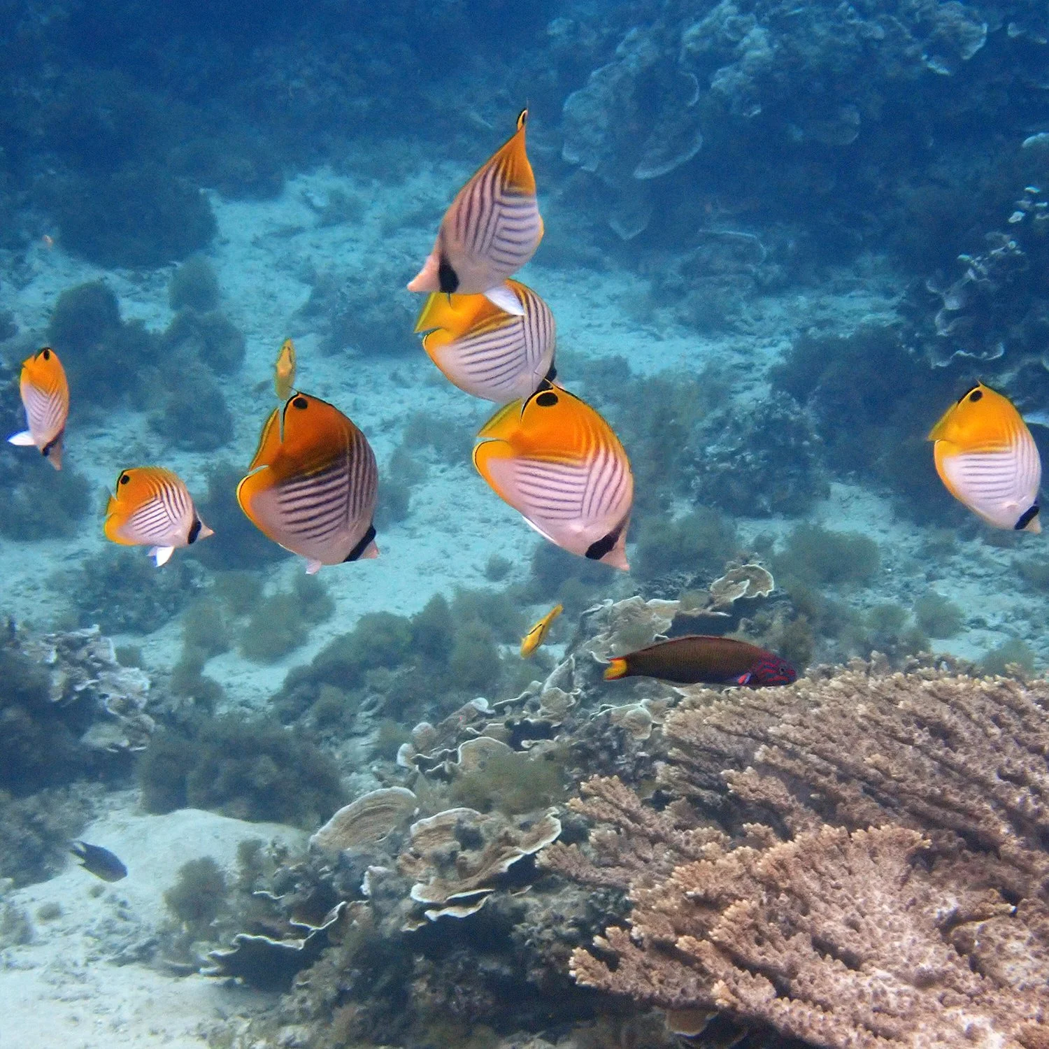 No coral? No butterflyfish! — Norfolk Island's Reef