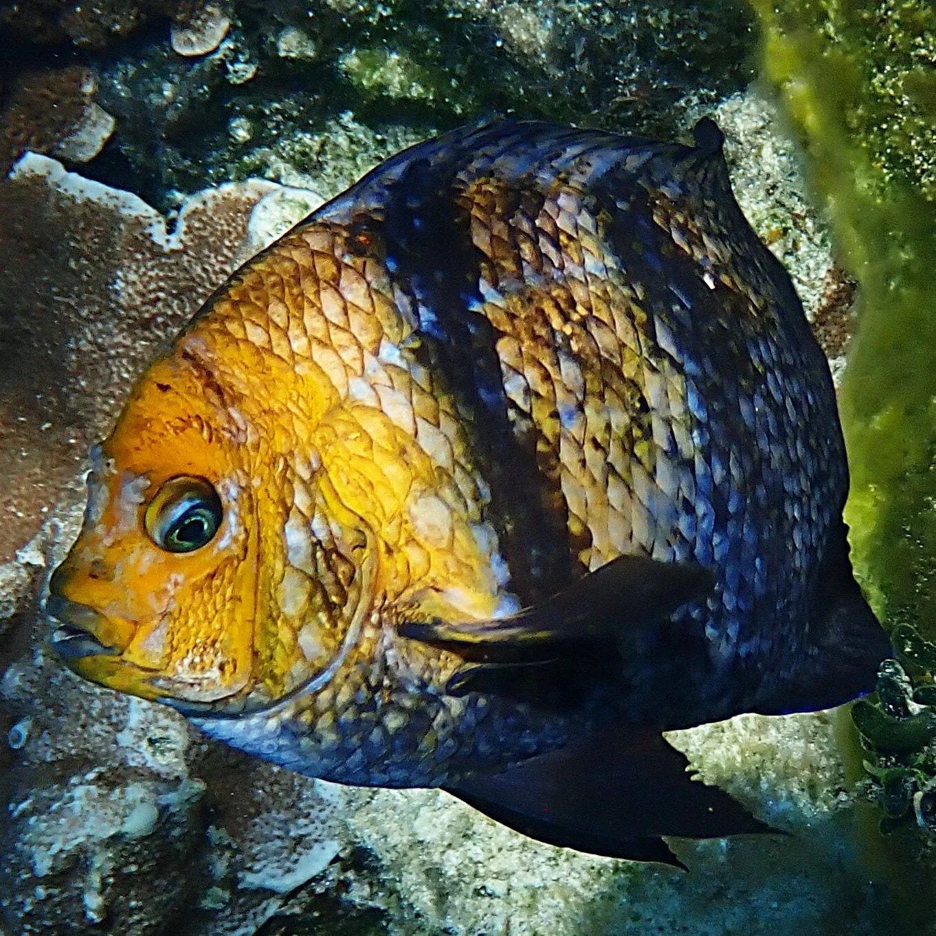Phase shifts and biodiversity — Norfolk Island's Reef