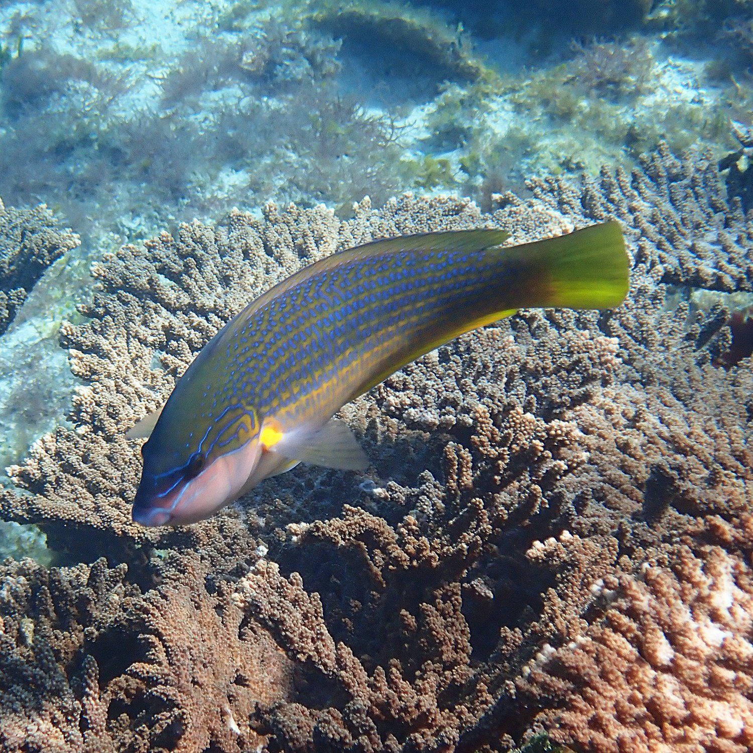 Möwe Rasse Ageing elegantly – the elegant wrasse's lifecycle — Norfolk Island's Reef