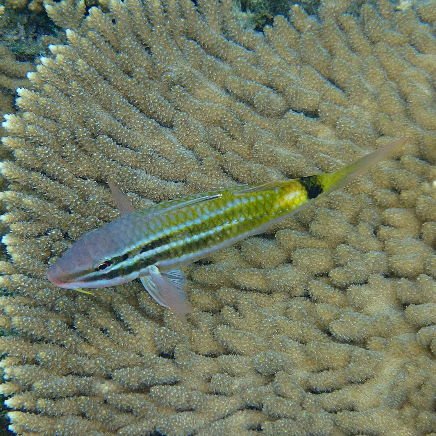 Chakin Fish By the hair of a goatfish's chinny chin chin! — Norfolk Island's Reef
