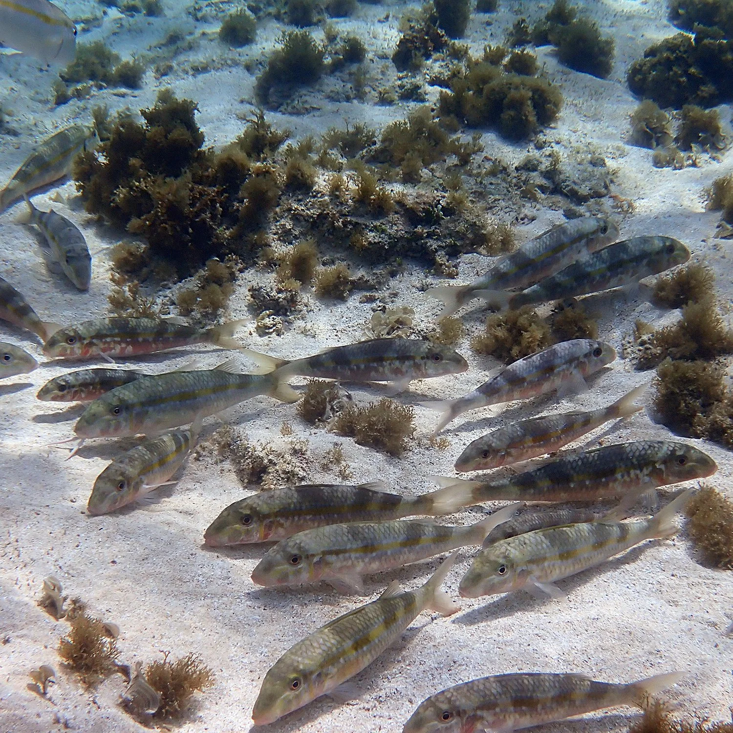 Types Of Fish In Chin Reservoir at Eva Hugo blog