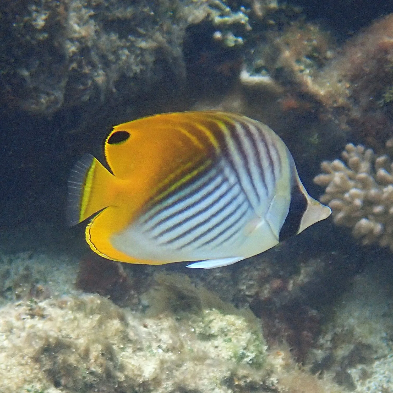 Butterfly, flutterbyfish — Norfolk Island's Reef