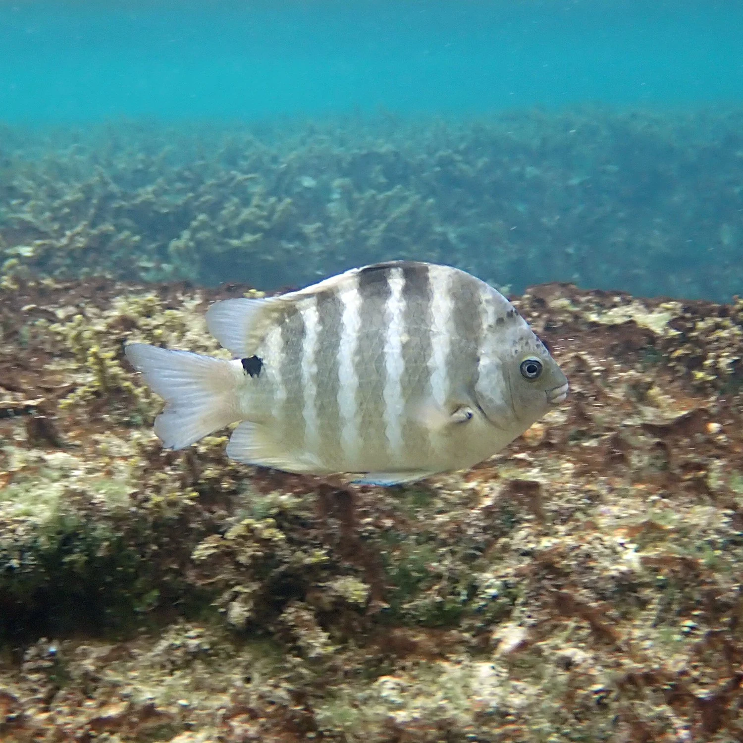 Sortidus Same, same, but different – confusing fish identities — Norfolk Island ...