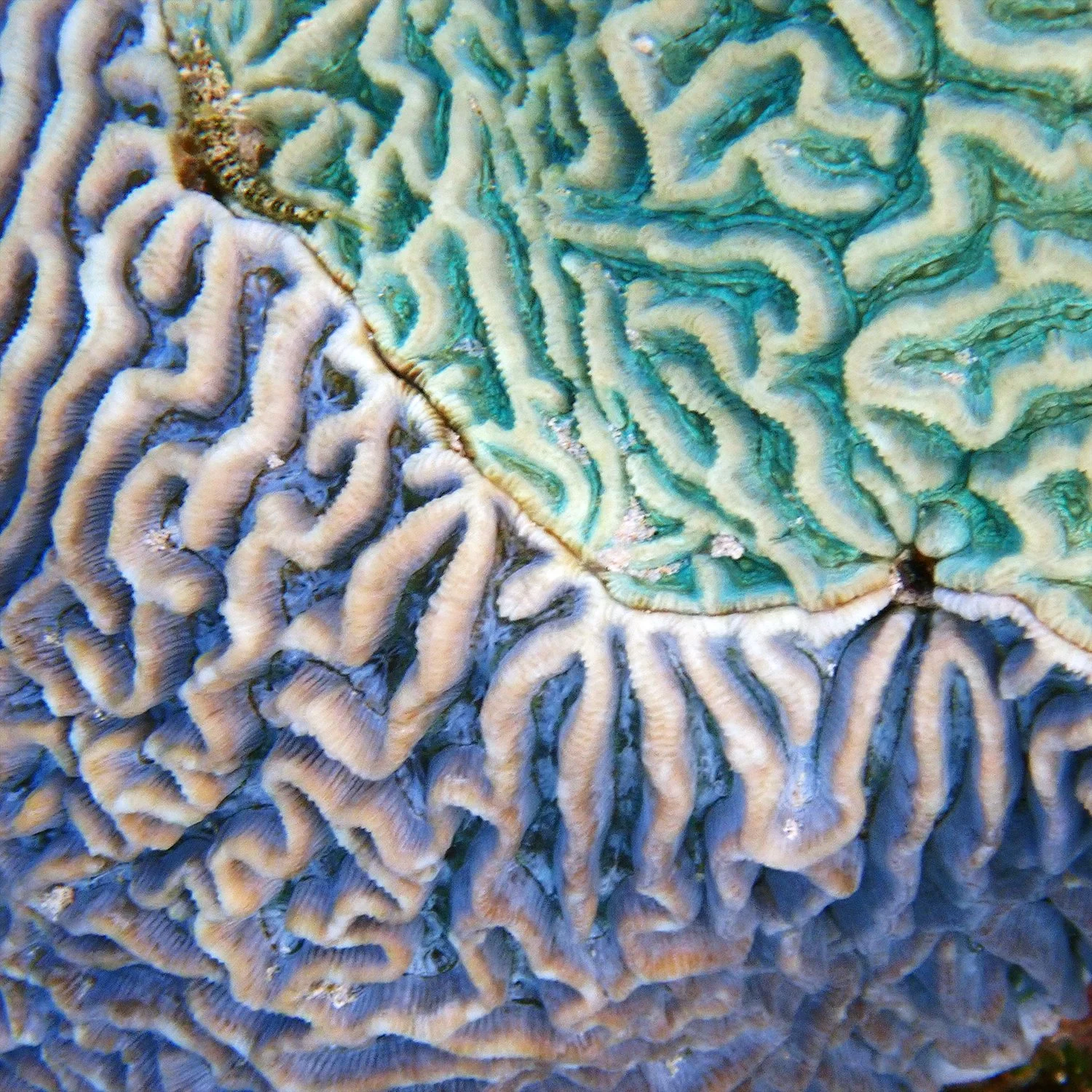 Patchwork Corals: When Two Become One — Norfolk Island's Reef