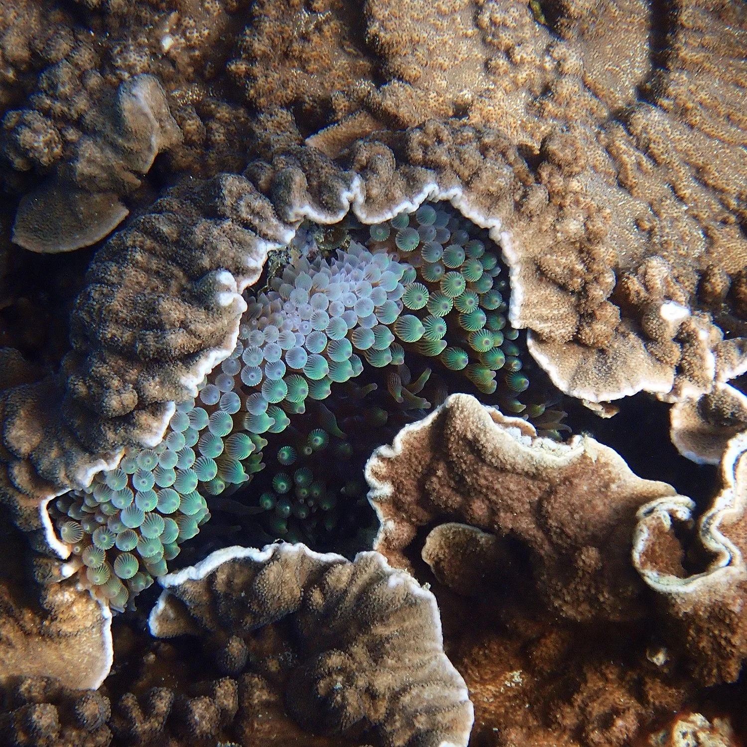 Do sea anemones hold the key to immortality? — Norfolk Island's Reef