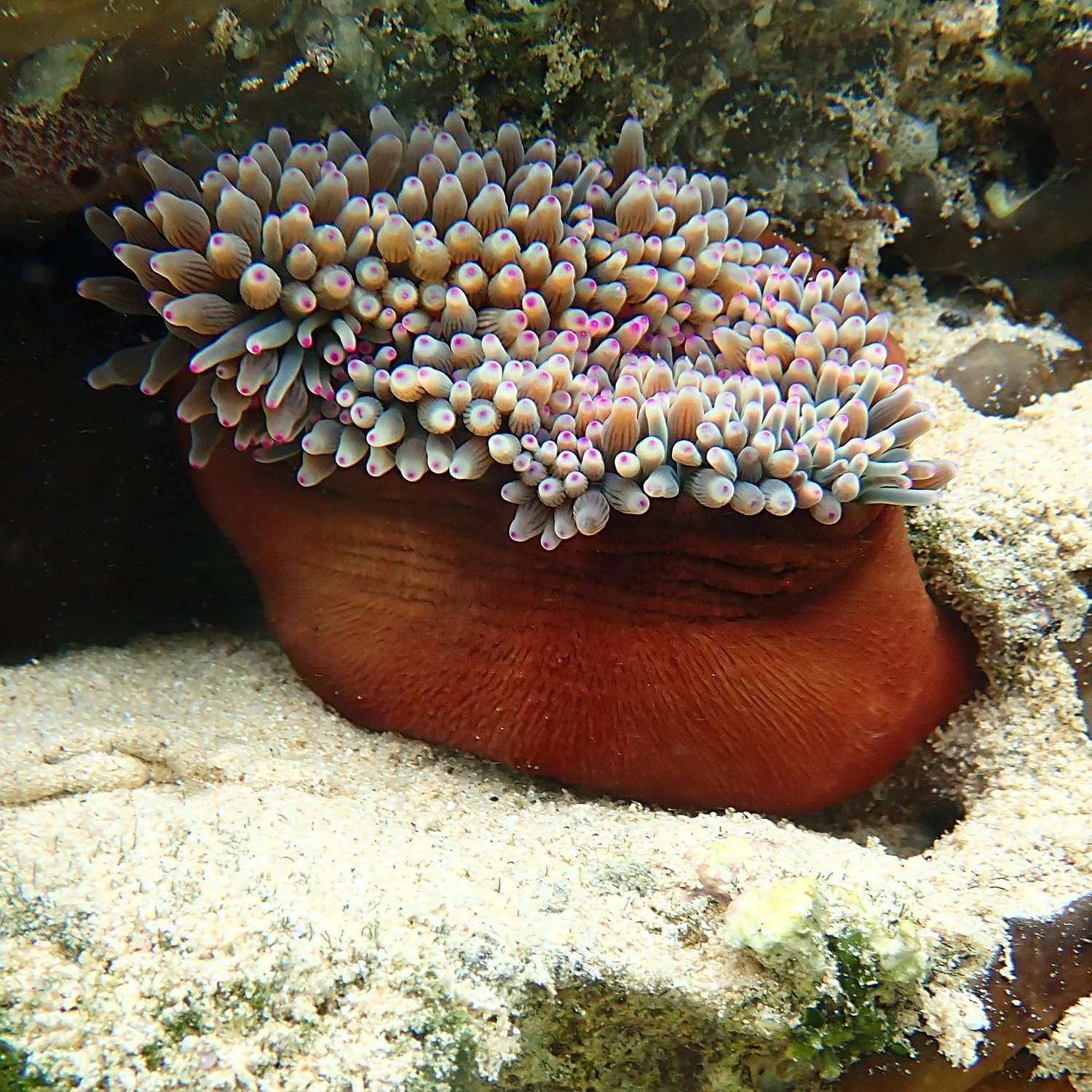 Do sea anemones hold the key to immortality? — Norfolk Island's Reef