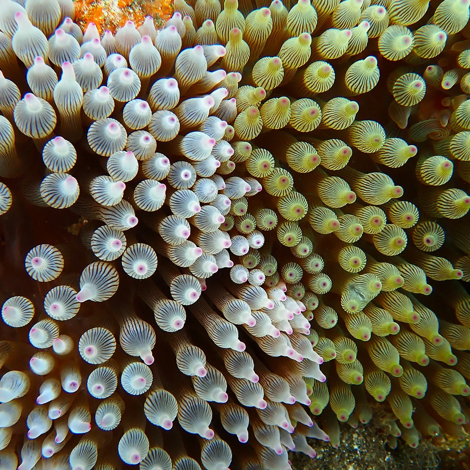 Do sea anemones hold the key to immortality? — Norfolk Island's Reef