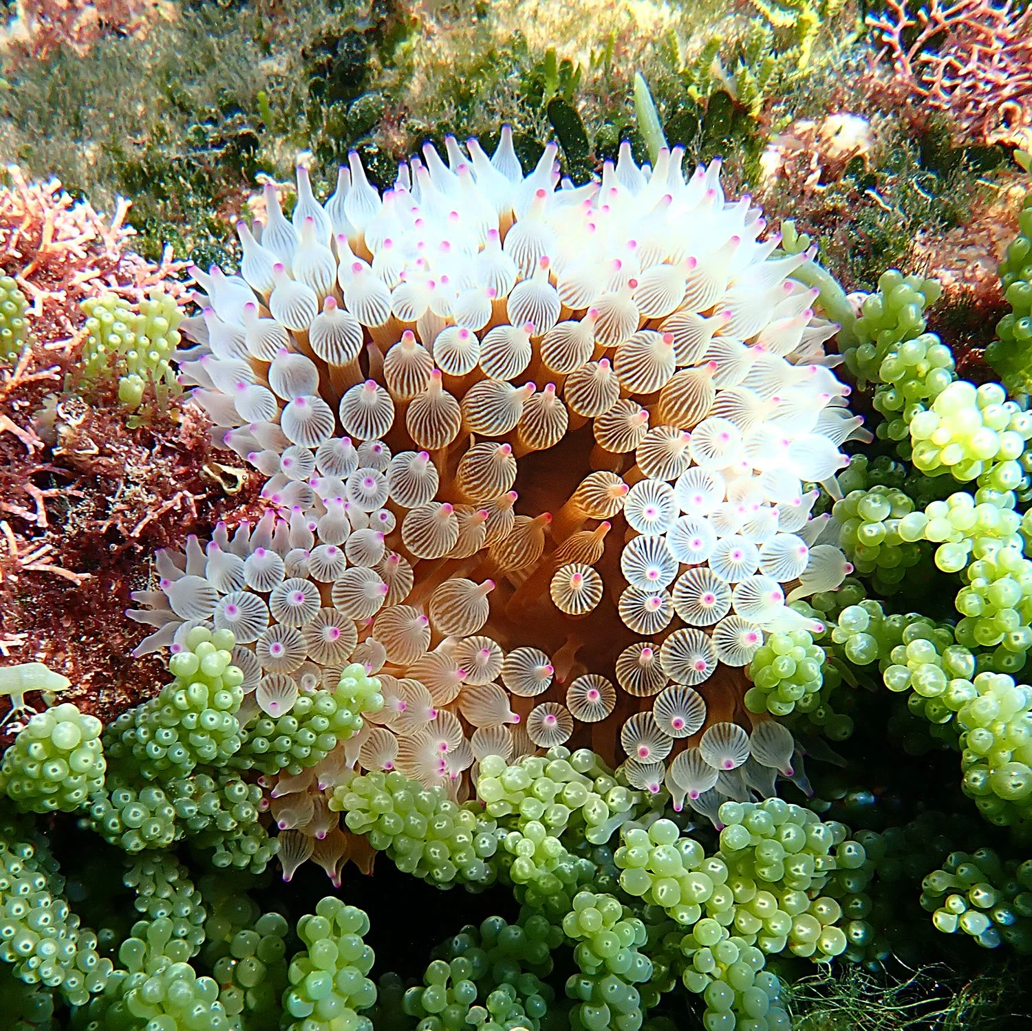 Do sea anemones hold the key to immortality? — Norfolk Island's Reef